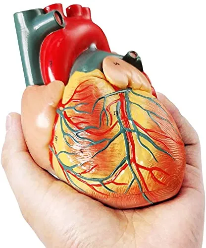 EVOTECH SCIENTIFIC Modello di Cuore Umano, Scala 1:1, 34 Strutture Anatomiche - immagine 4