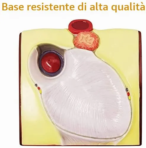 EVOTECH SCIENTIFIC Modello di Cuore Umano, Scala 1:1, 34 Strutture Anatomiche - immagine 5