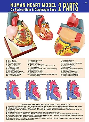 EVOTECH SCIENTIFIC Modello di Cuore Umano, Scala 1:1, 34 Strutture Anatomiche - immagine 7