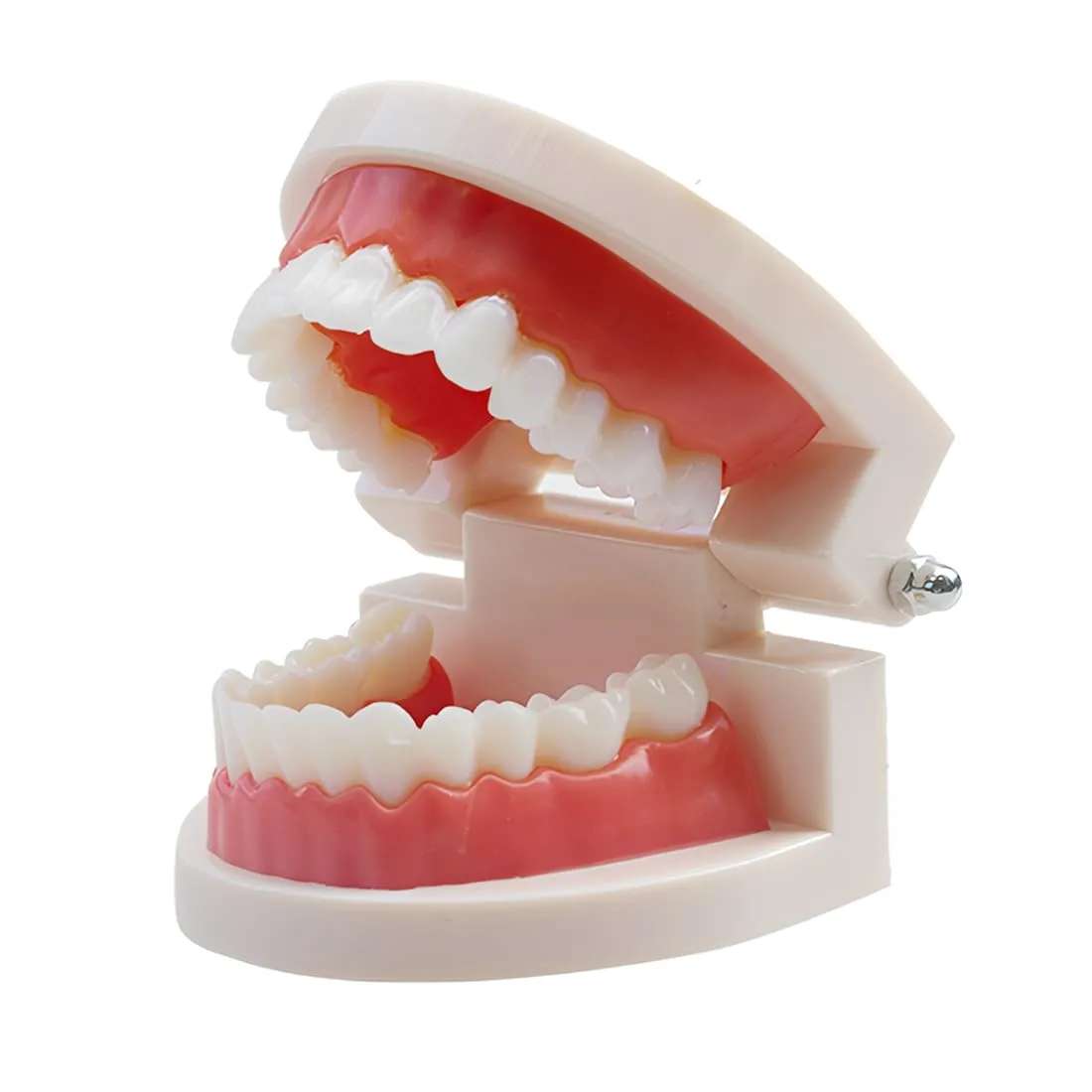FUHAMJ Modello Di Denti Dentali Typodont in PVC per Studi Dentistici e Studenti di Odontoiatria - immagine 1