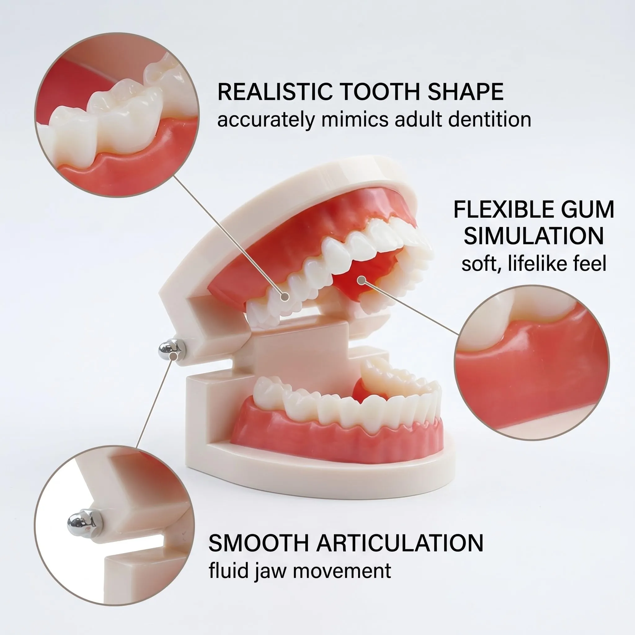 FUHAMJ Modello Di Denti Dentali Typodont in PVC per Studi Dentistici e Studenti di Odontoiatria - immagine 4