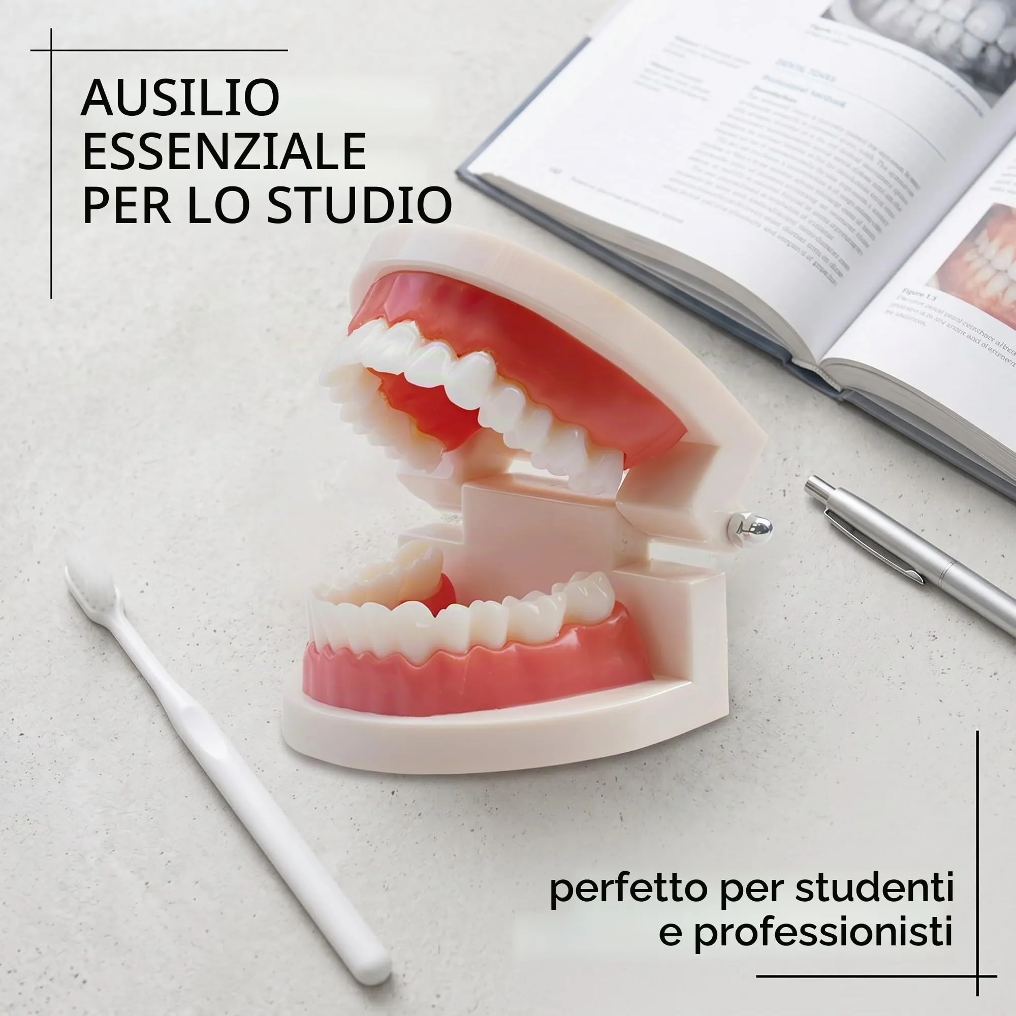 FUHAMJ Modello Di Denti Dentali Typodont in PVC per Studi Dentistici e Studenti di Odontoiatria - immagine 5