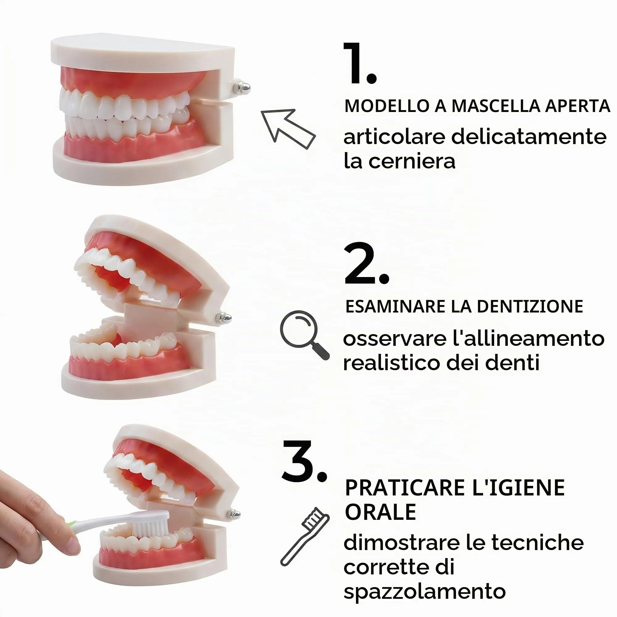 FUHAMJ Modello Di Denti Dentali Typodont in PVC per Studi Dentistici e Studenti di Odontoiatria - immagine 6
