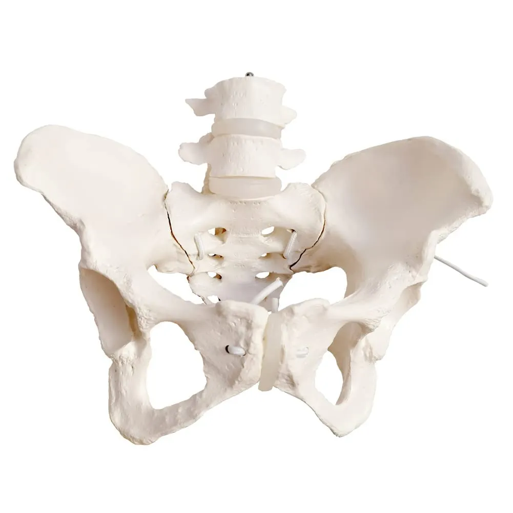 EVOTECH SCIENTIFIC Modello di Bacino Femminile Umano, Scala 1:1 con Cordino Elastico - immagine 2