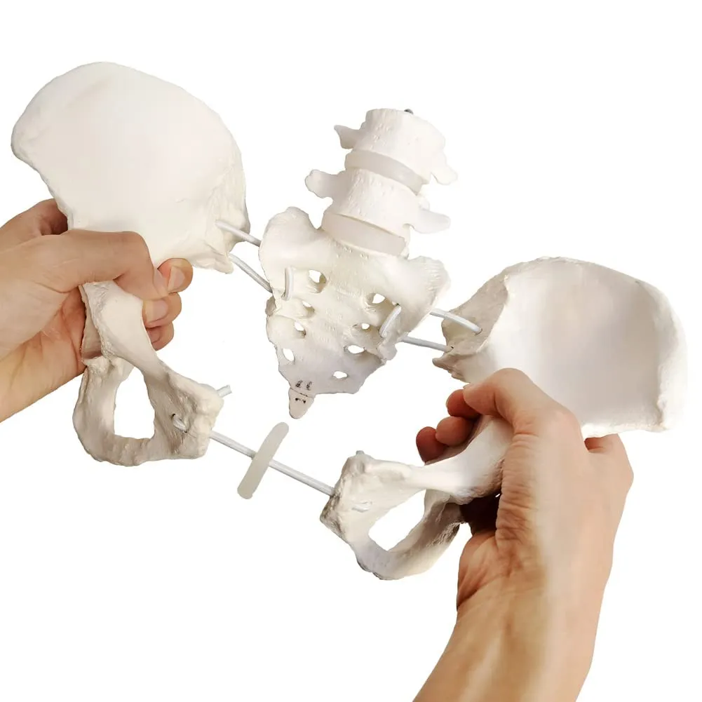 EVOTECH SCIENTIFIC Modello di Bacino Femminile Umano, Scala 1:1 con Cordino Elastico - immagine 3
