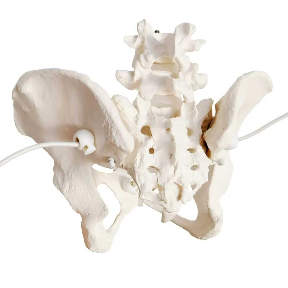 EVOTECH SCIENTIFIC Modello di Bacino Femminile Umano, Scala 1:1 con Cordino Elastico - immagine 6