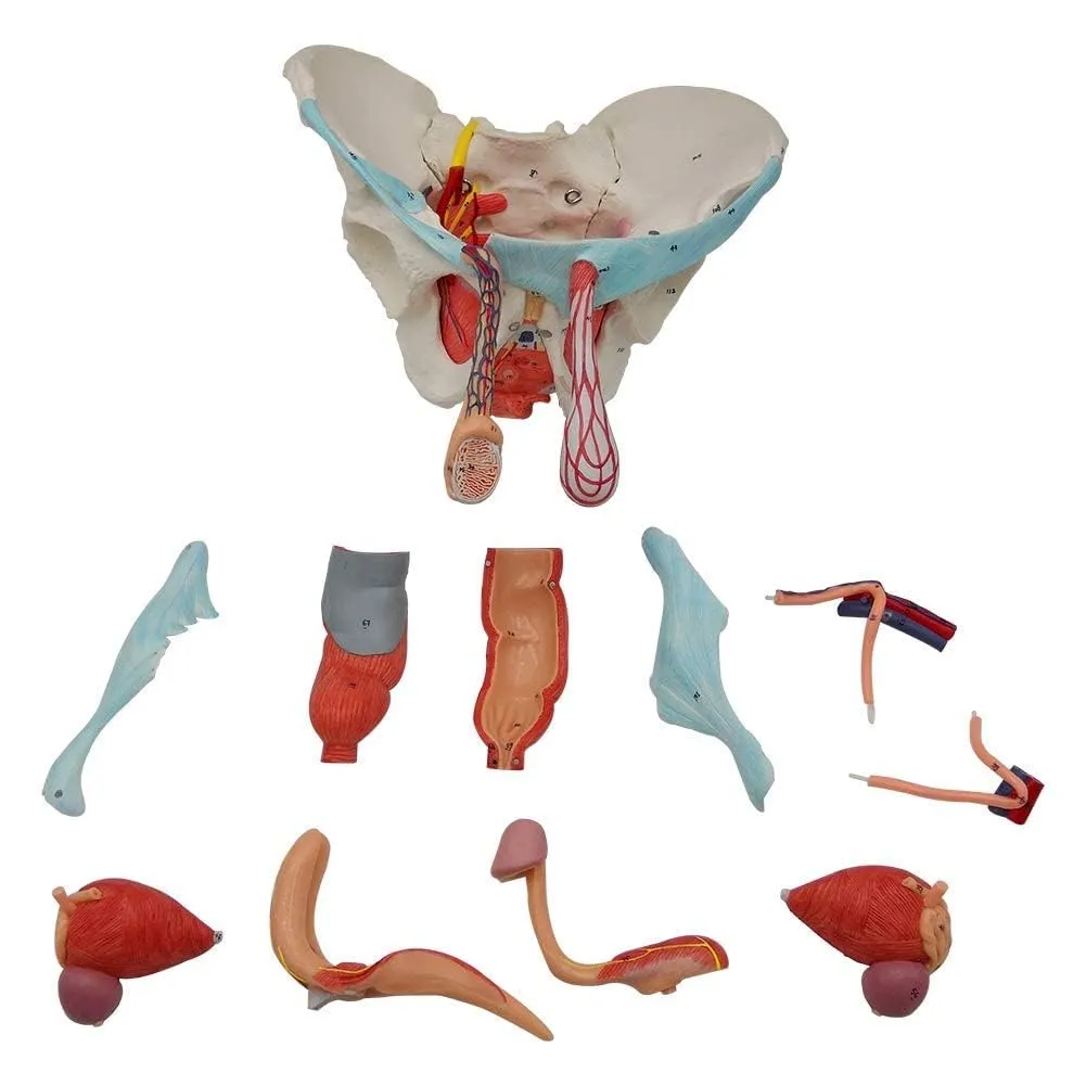 EVOTECH SCIENTIFIC Modello di Bacino Maschile con Organi Rimovibili, 11 Parti, Scala 1:1 - immagine 2