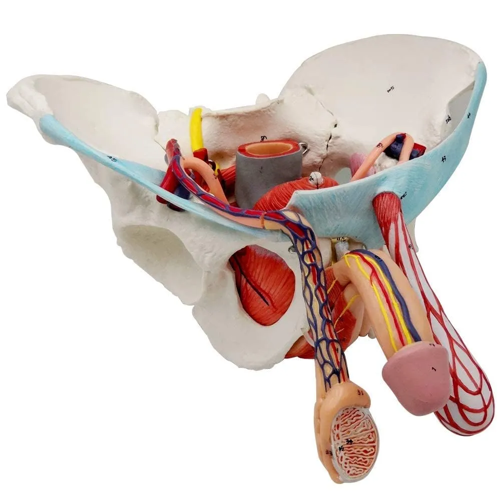 EVOTECH SCIENTIFIC Modello di Bacino Maschile con Organi Rimovibili, 11 Parti, Scala 1:1 - immagine 3