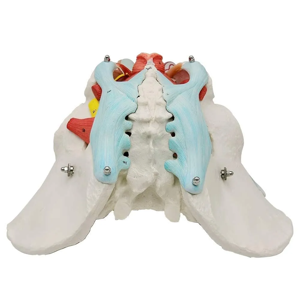 EVOTECH SCIENTIFIC Modello di Bacino Maschile con Organi Rimovibili, 11 Parti, Scala 1:1 - immagine 5