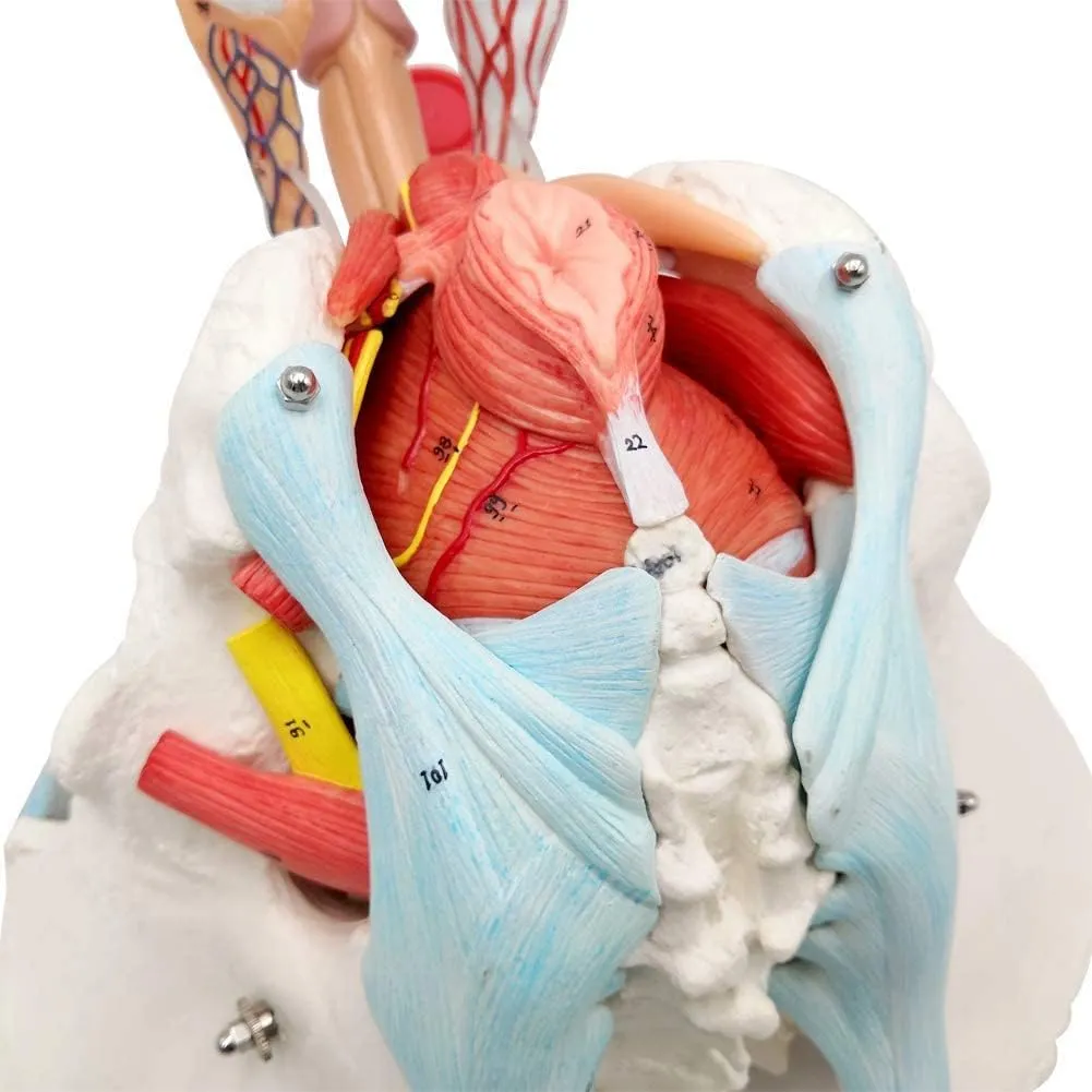 EVOTECH SCIENTIFIC Modello di Bacino Maschile con Organi Rimovibili, 11 Parti, Scala 1:1 - immagine 6