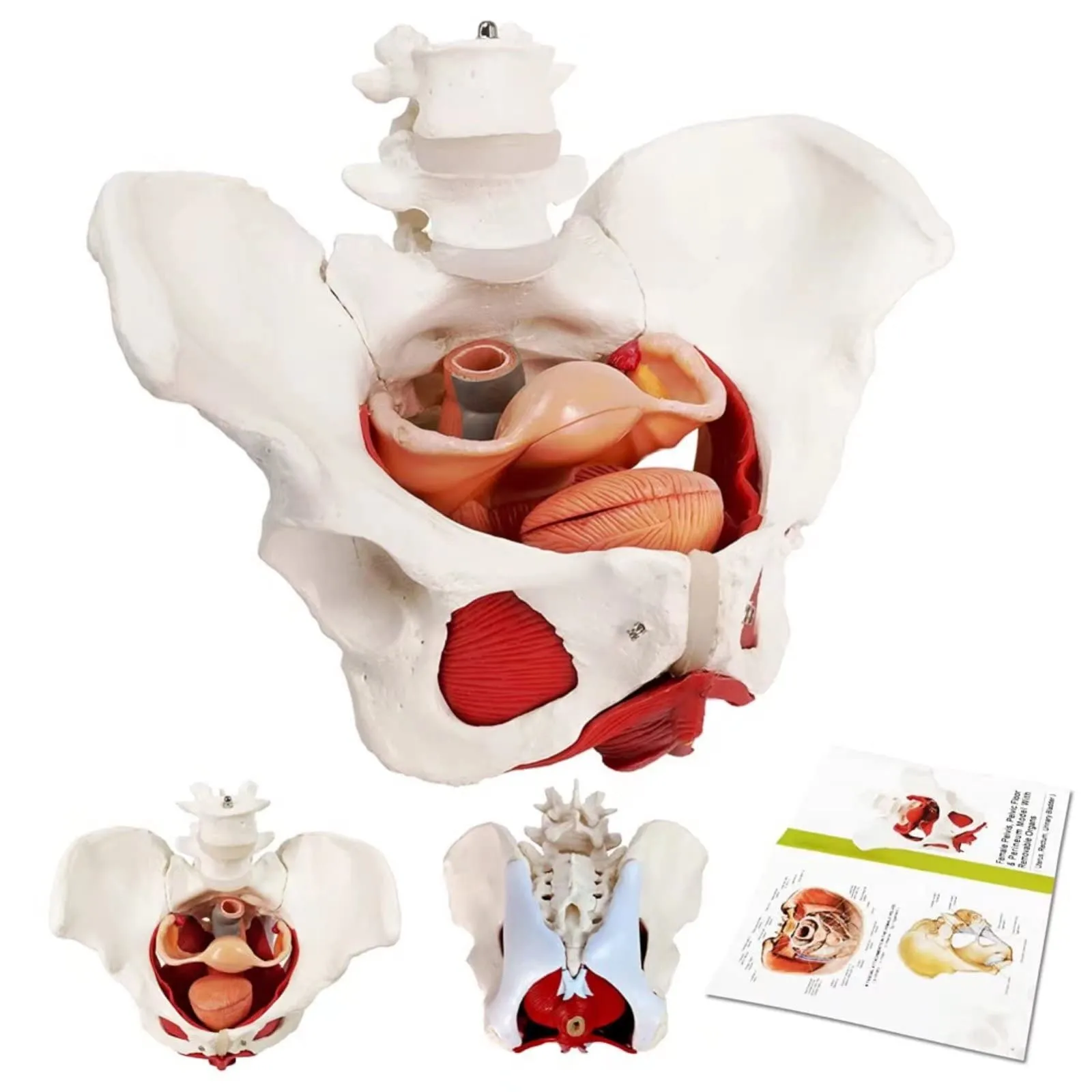 Modello Di Muscoli Del Pavimento Pelvico Femminile, Scala 1:1 - immagine 1