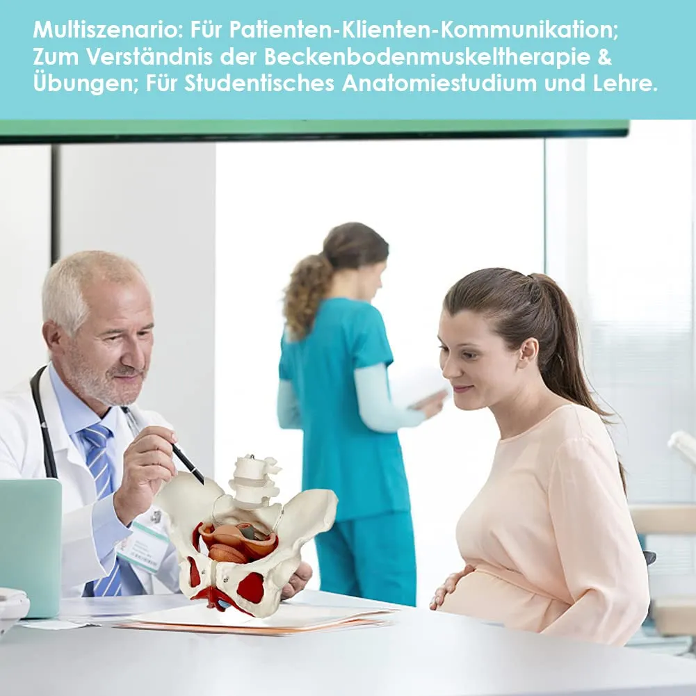 Modello Di Muscoli Del Pavimento Pelvico Femminile, Scala 1:1 - immagine 2
