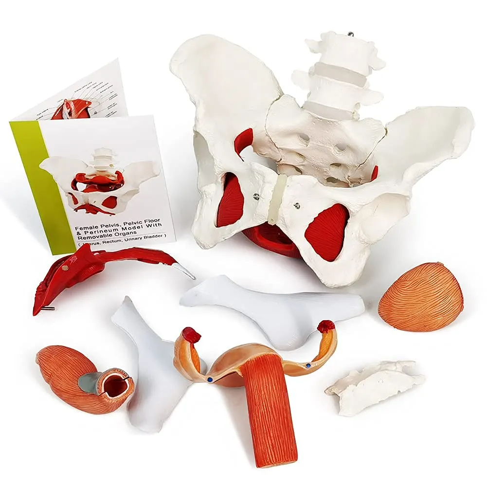 Modello Di Muscoli Del Pavimento Pelvico Femminile, Scala 1:1 - immagine 3