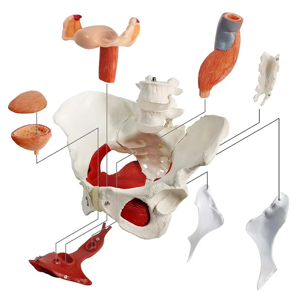 Modello Di Muscoli Del Pavimento Pelvico Femminile, Scala 1:1 - immagine 4