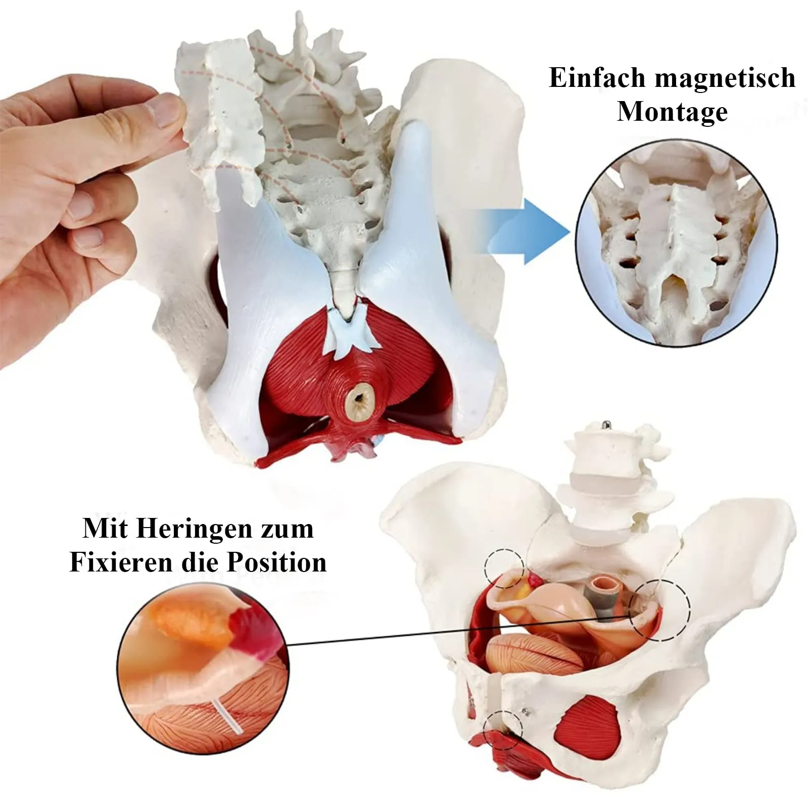 Modello Di Muscoli Del Pavimento Pelvico Femminile, Scala 1:1 - immagine 5