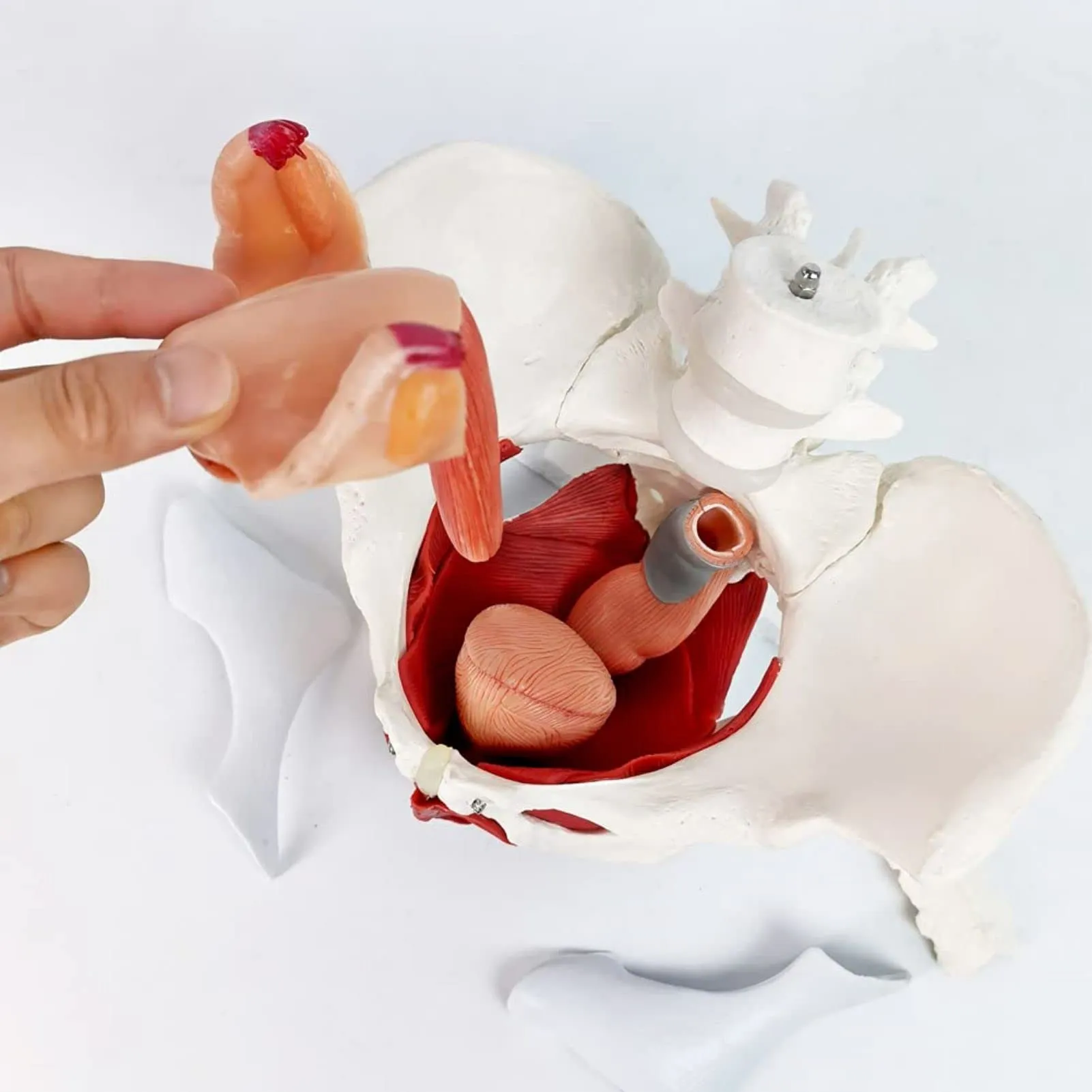 Modello Di Muscoli Del Pavimento Pelvico Femminile, Scala 1:1 - immagine 6