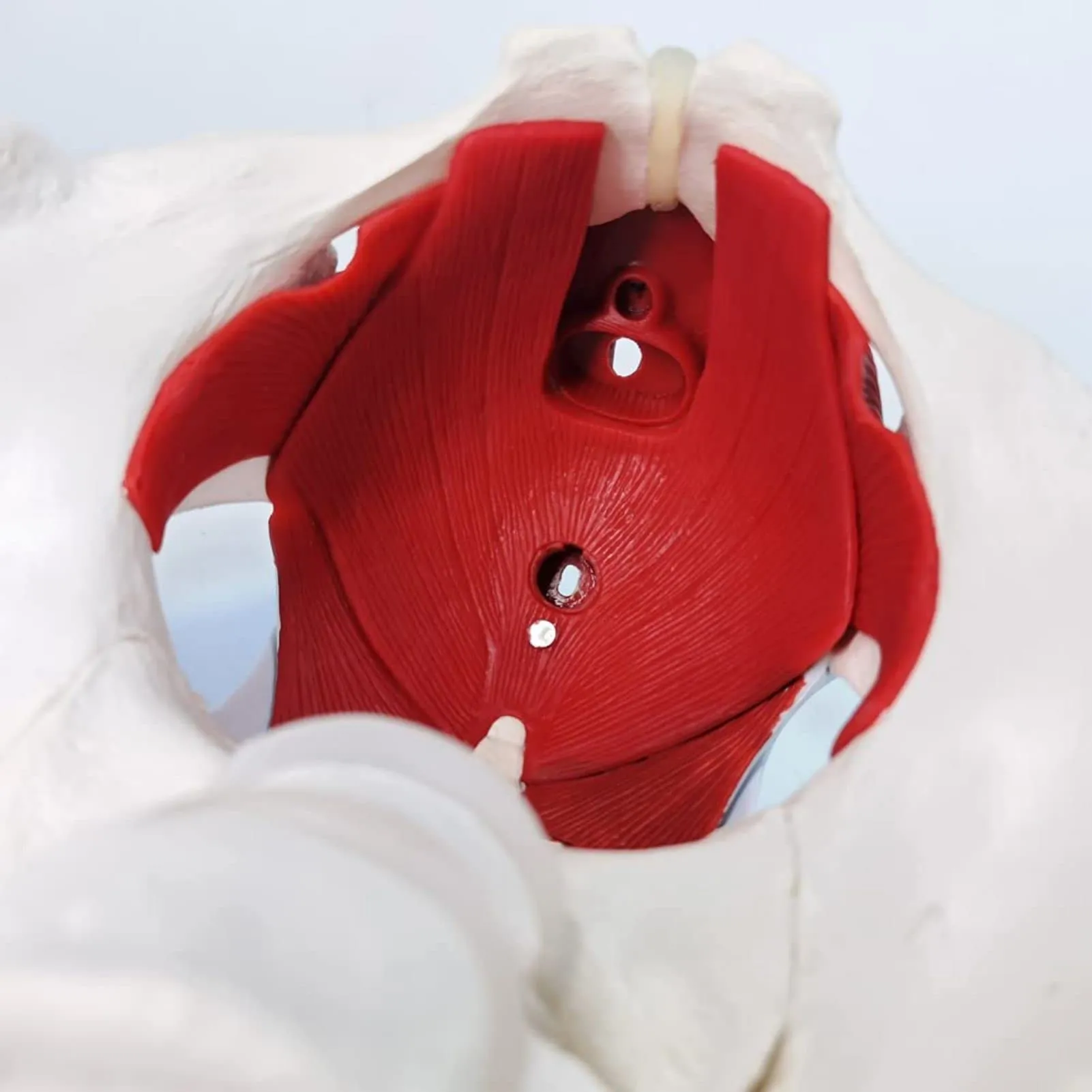 Modello Di Muscoli Del Pavimento Pelvico Femminile, Scala 1:1 - immagine 7