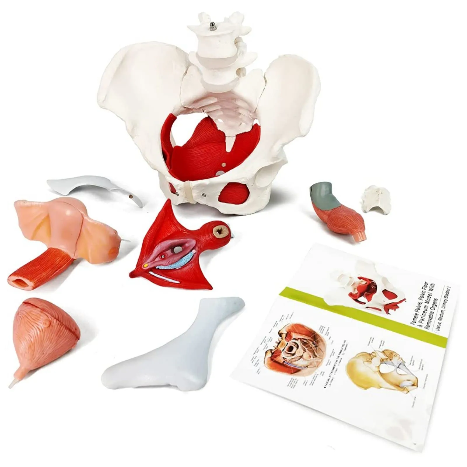 Modello Di Muscoli Del Pavimento Pelvico Femminile, Scala 1:1 - immagine 8