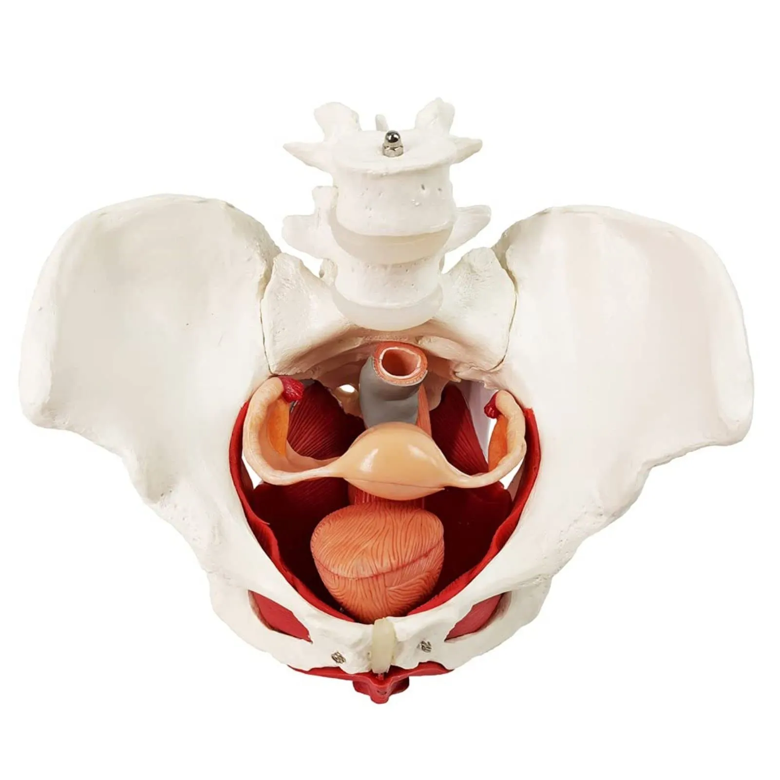 Modello Di Muscoli Del Pavimento Pelvico Femminile, Scala 1:1 - immagine 9