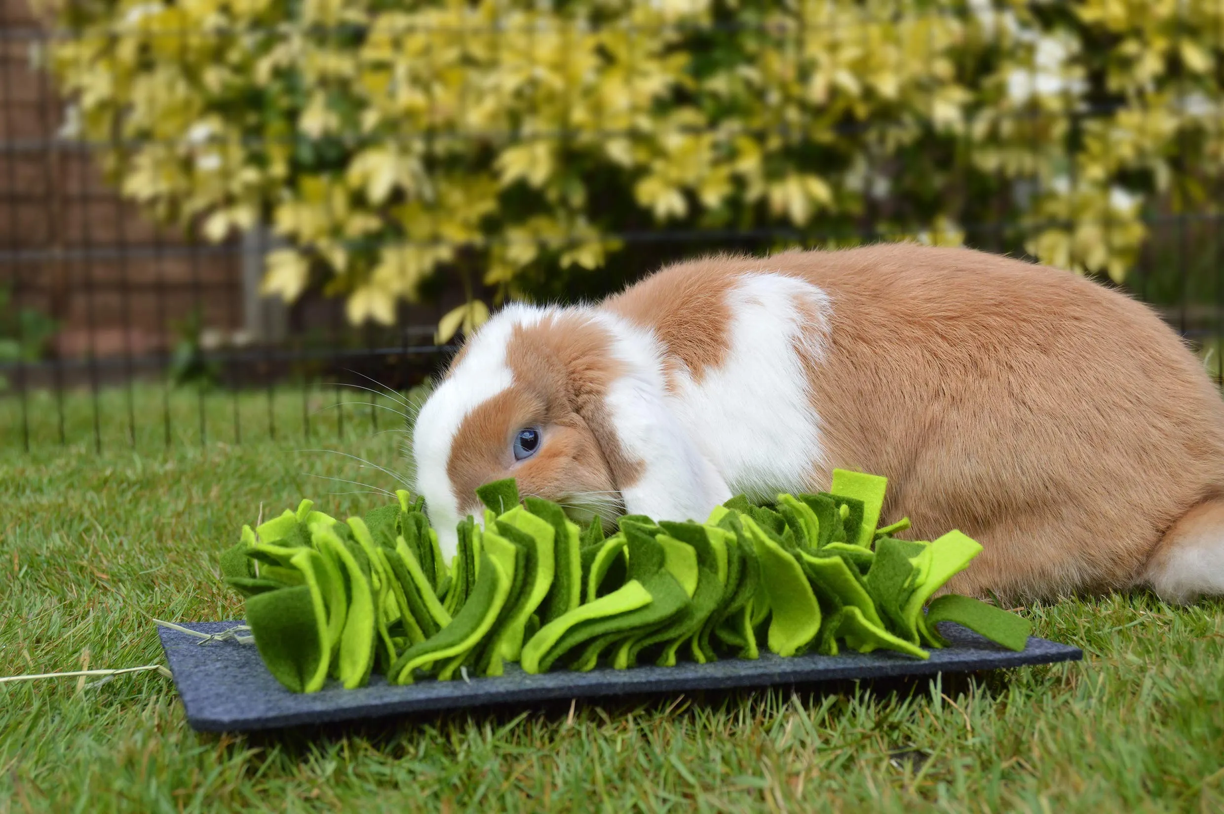 Rosewood Snuffle Tappetino per foraggio per Piccoli Animali - immagine 3