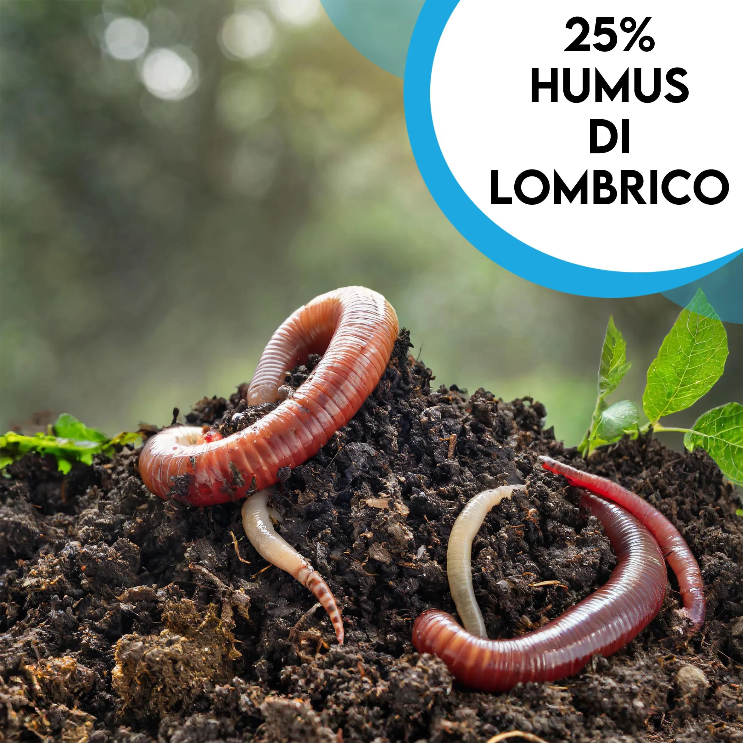 ZOMA Substrato per Terrario Piante con Humus, Inerti e Carbone Attivo, 6l - immagine 5