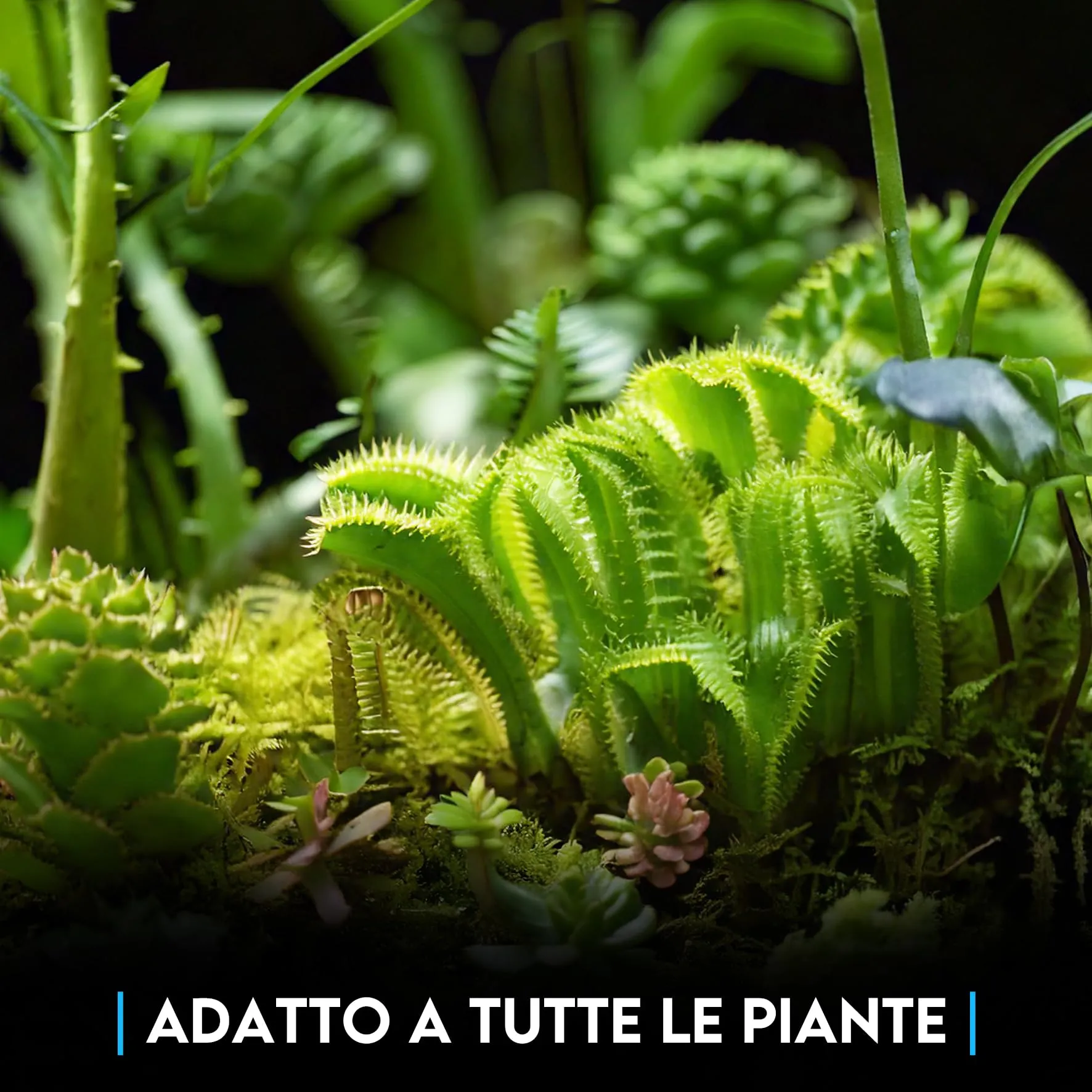ZOMA Substrato per Terrario Piante con Humus, Inerti e Carbone Attivo, 2l - immagine 6