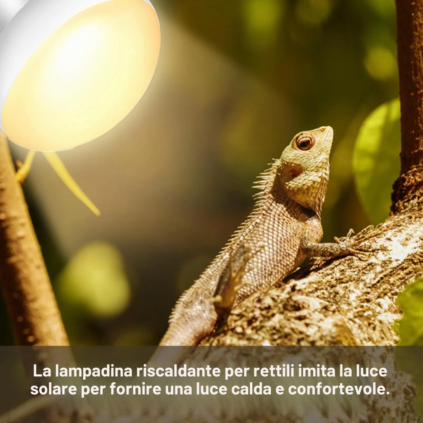 Caldarax Lampadina Riscaldante UVA Basking Spot E27 75W per Rettili e Anfibi, 2 Pezzi - immagine 5
