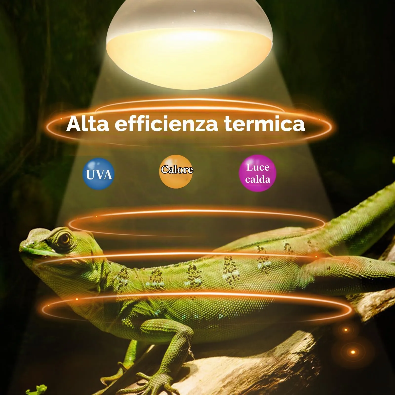 Caldarax Lampadina Riscaldante E27 50W UVA Basking Spot per Rettili e Anfibi, 2 Pezzi - immagine 3