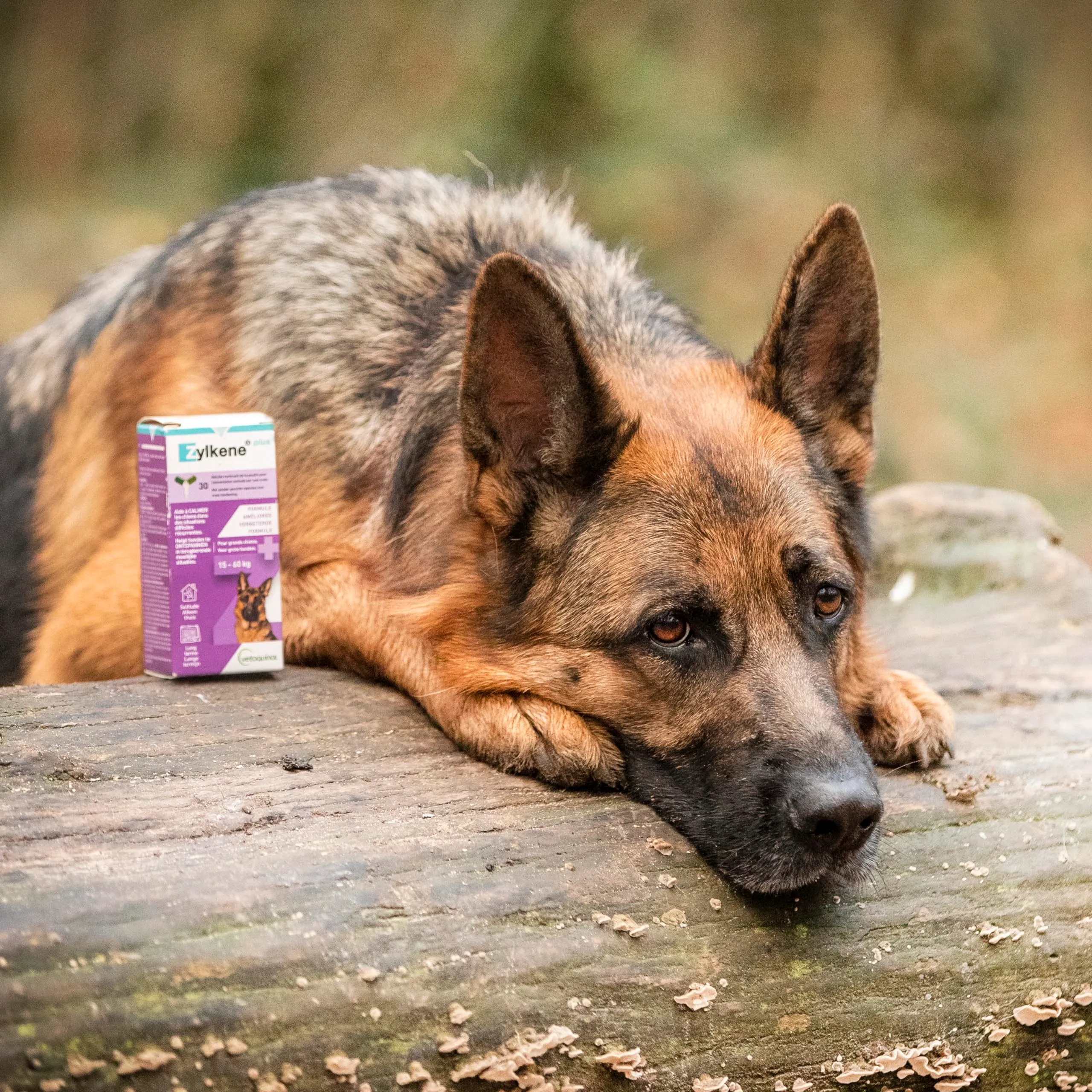 Vetoquinol Zylkene Plus Mangime Complementare per Cani (15-60 kg) 450 mg, 30 capsule - immagine 5