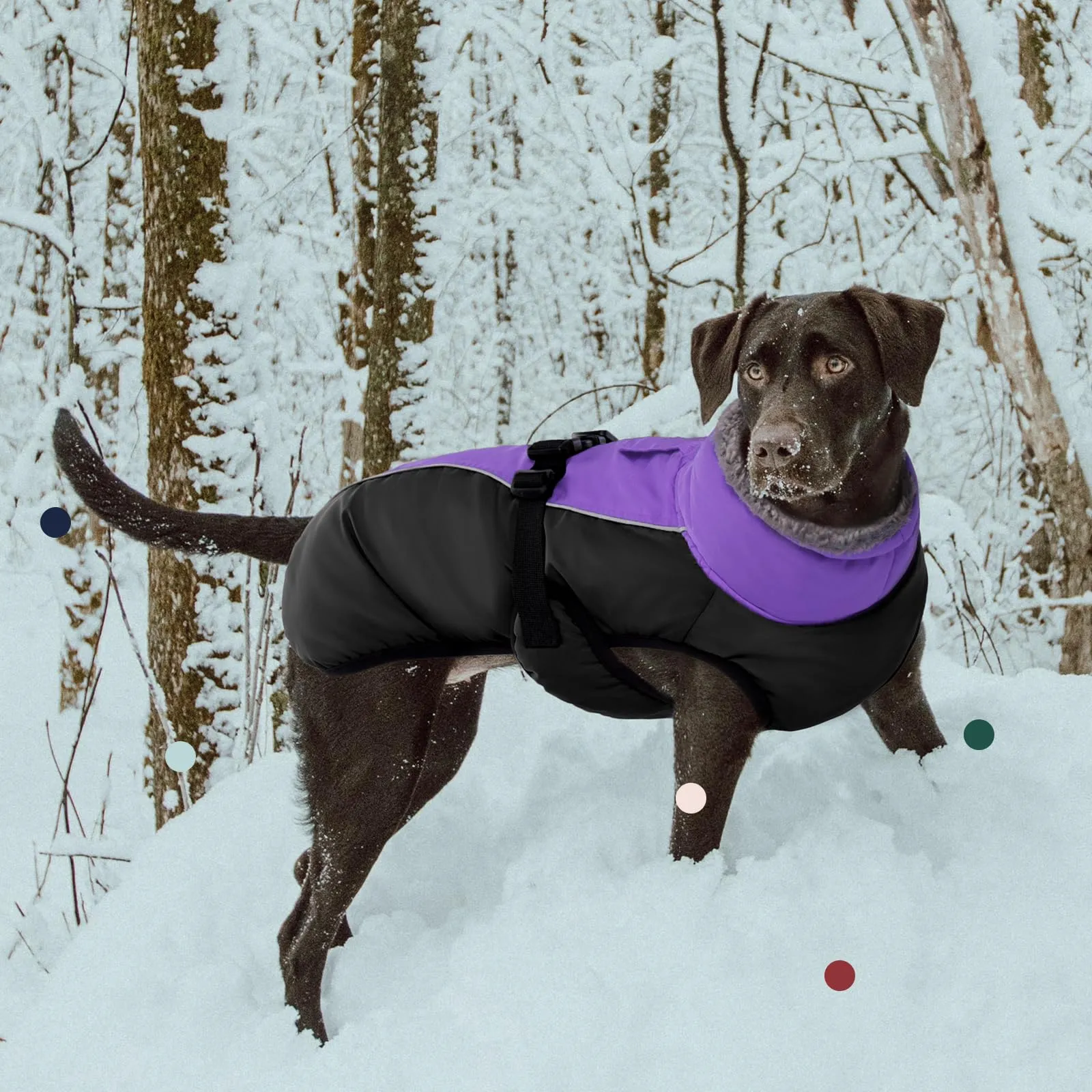 IECOii Cappotto Invernale per Cani Impermeabile e Antivento, Giacca Termica Riflettente con Foro per Guinzaglio, Viola, Taglia L - immagine 6