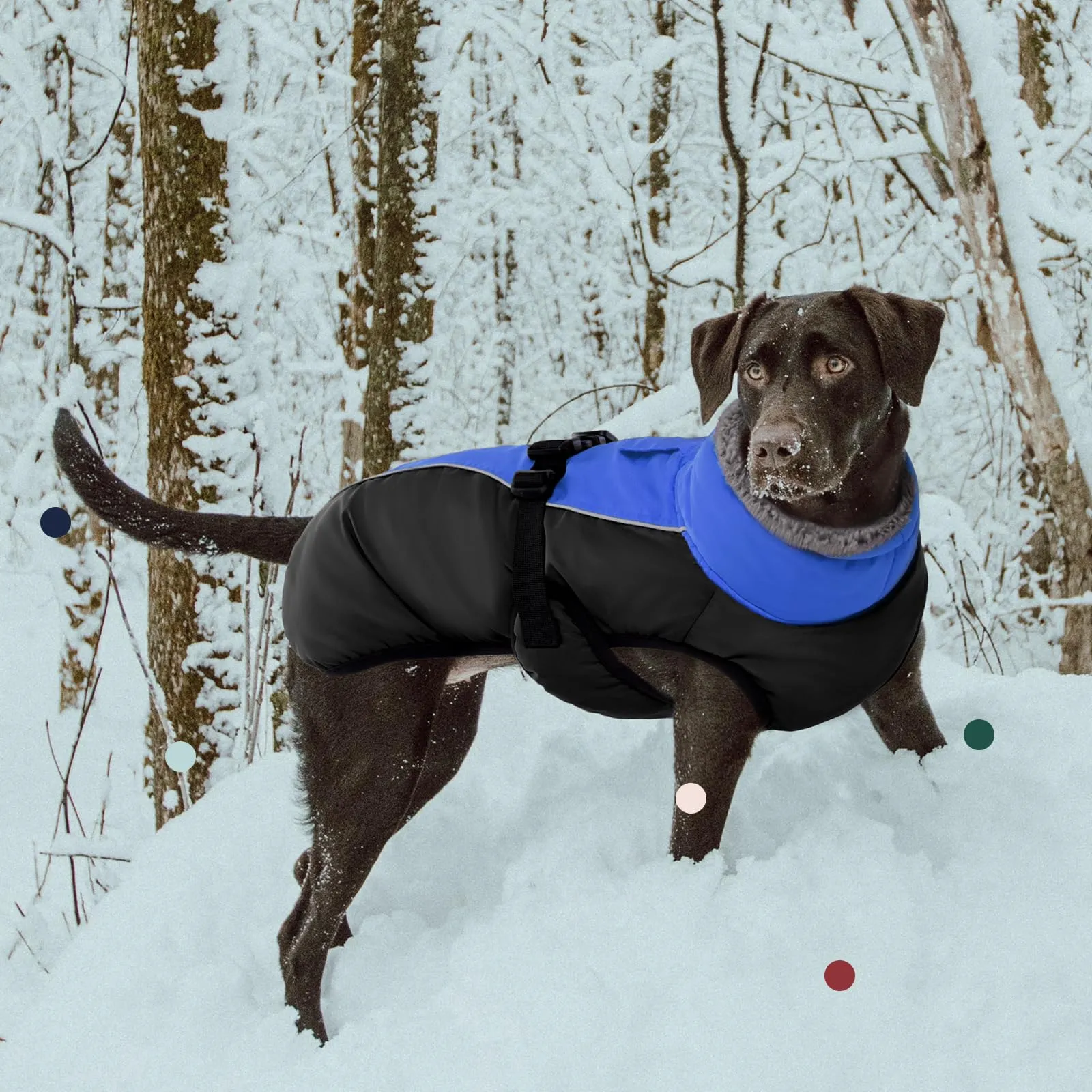 IECOii Cappotto Invernale Impermeabile e Antivento per Cani, Blu, Taglia M - immagine 6