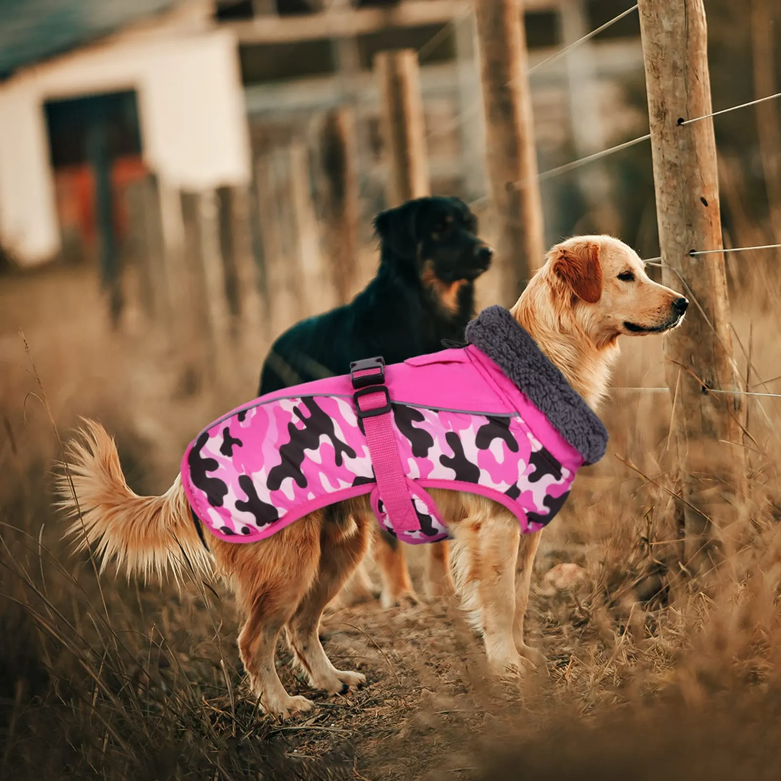 IECOii Cappotto invernale impermeabile e antivento per cani, Mimetico, XXXL - immagine 8