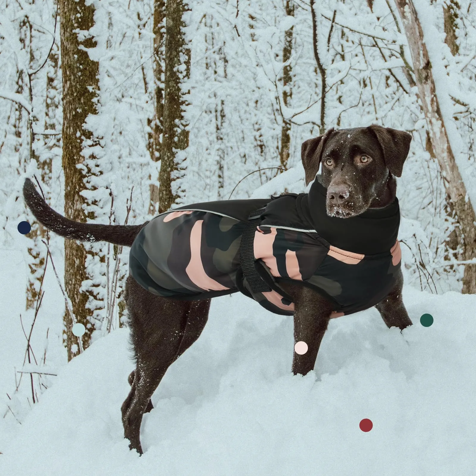 IECOii Cappotto Invernale Impermeabile e Antivento per Cani, Giacca Termica Riflettente con Foro per Guinzaglio - immagine 6