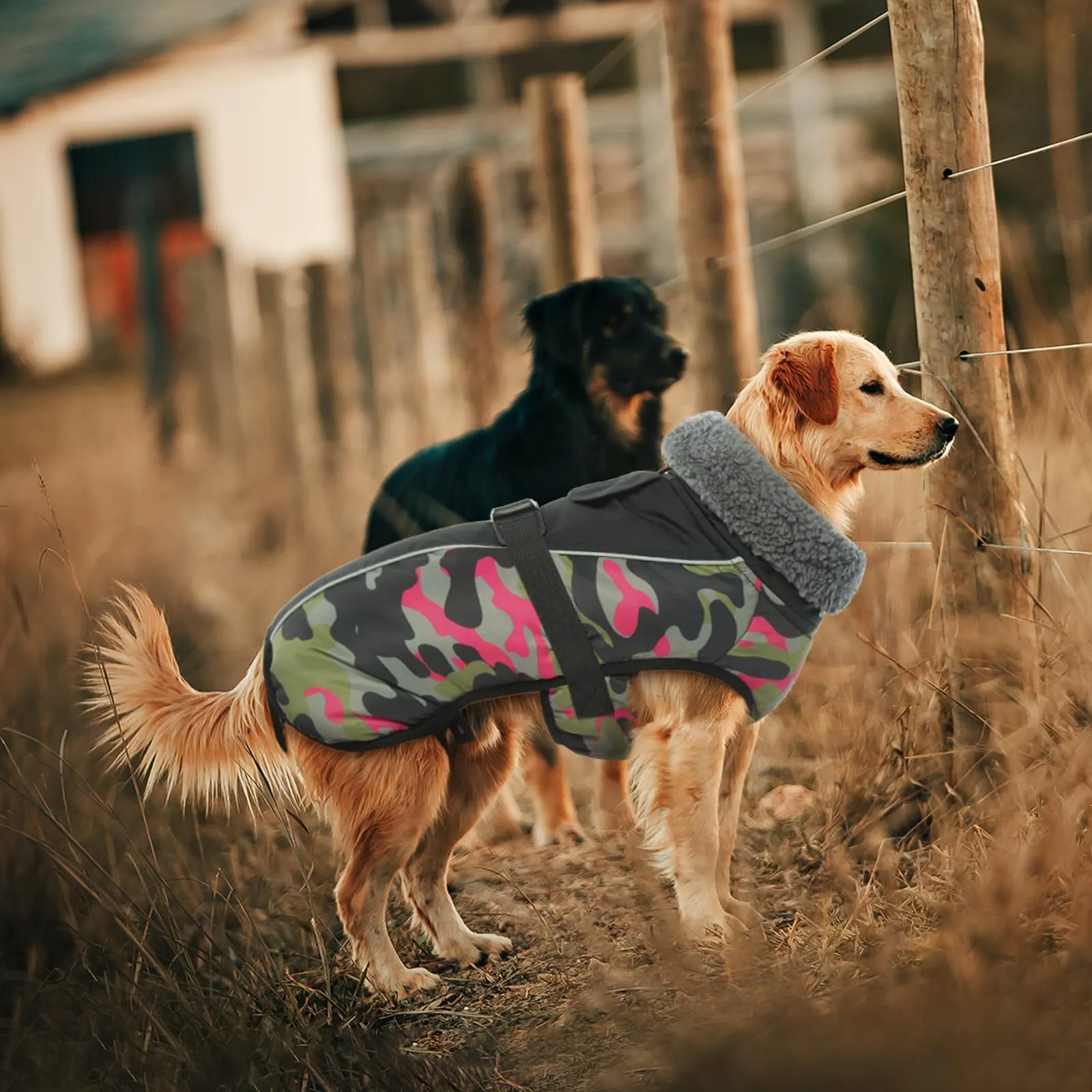 IECOii Cappotto Invernale Impermeabile e Antivento per Cani, Giacca Termica con Pile di Corallo e Strisce Riflettenti, Taglia M - immagine 7
