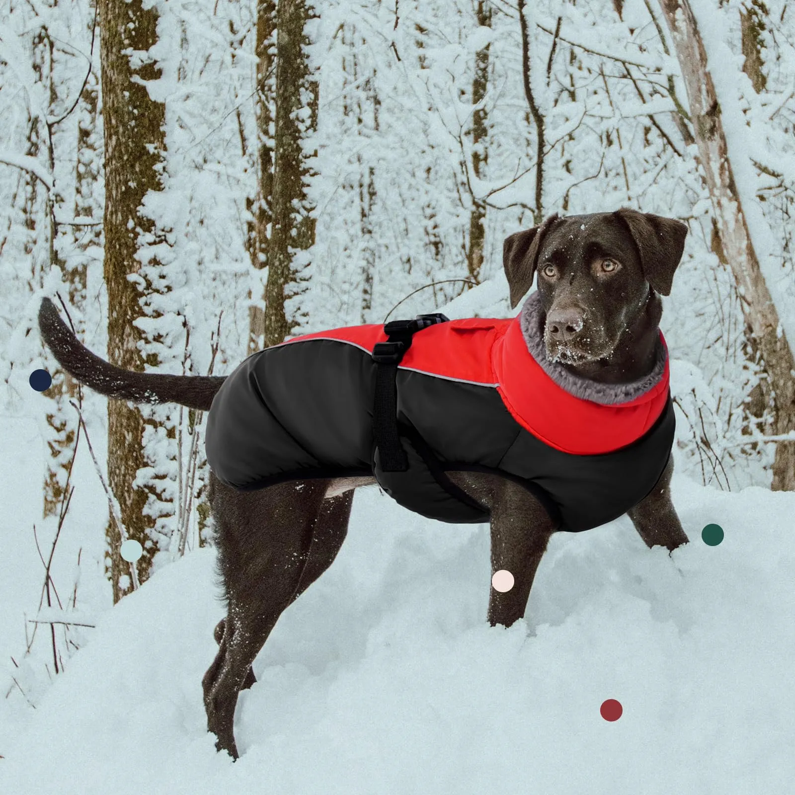 IECOii Cappotto Invernale per Cani Impermeabile e Antivento, Giacca Termica con Riflettente e Foro per Guinzaglio, Taglia S - immagine 6