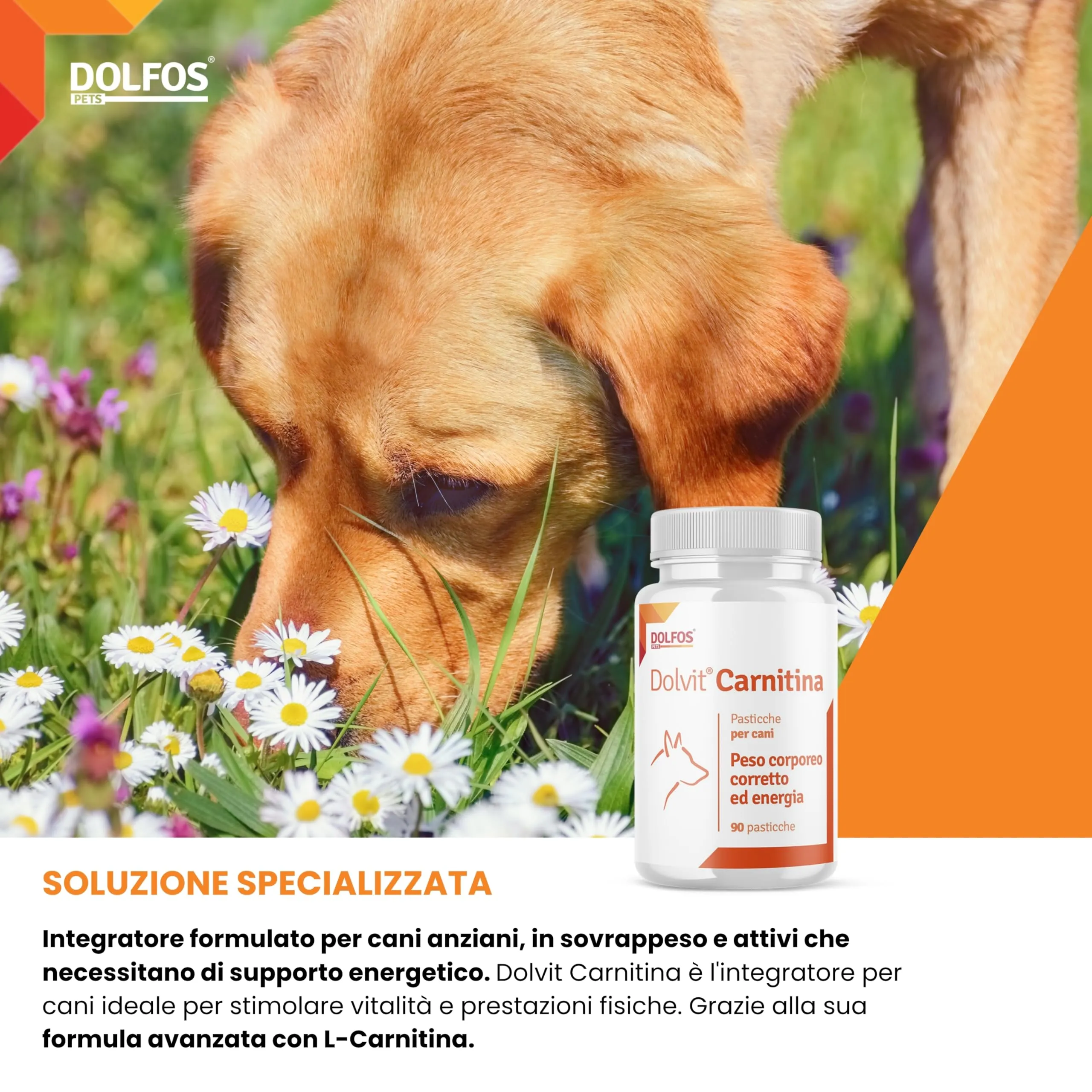 Pets Dolfos Dolvit Carnitine Integratore Cane, 90 Compresse - immagine 2