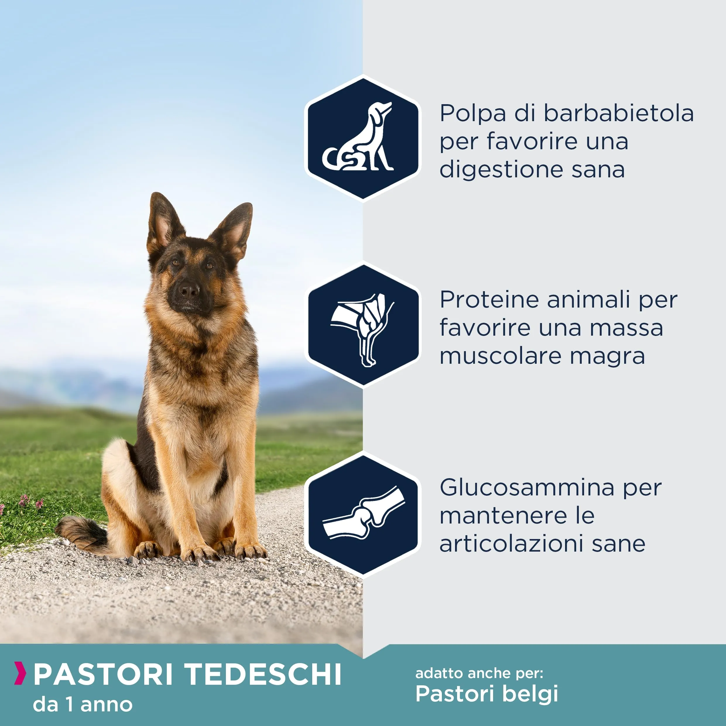 Eukanuba Alimento Secco per Pastori Tedeschi Adulti, 12 kg - immagine 4