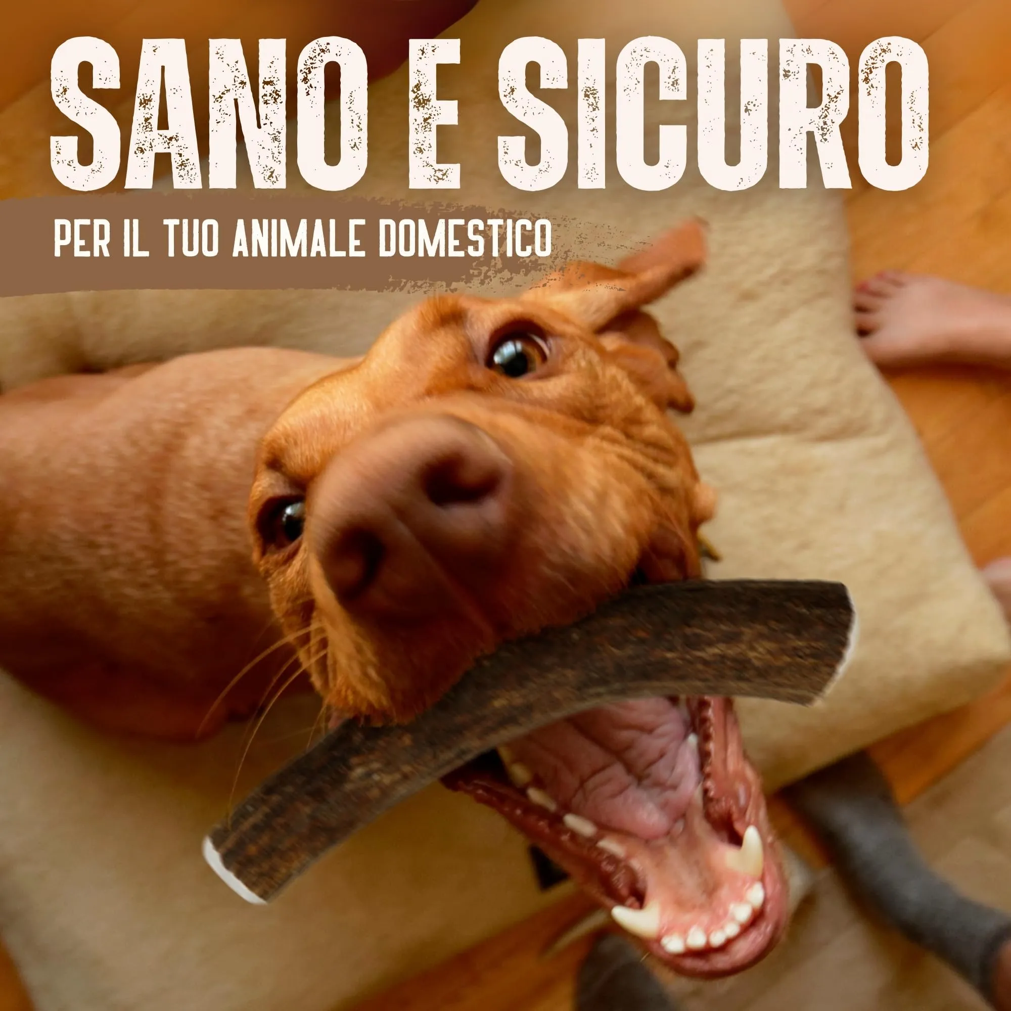 Kira&Gara Corno di Cervo Naturale per Cani, M 71-100g, 2pz - immagine 7