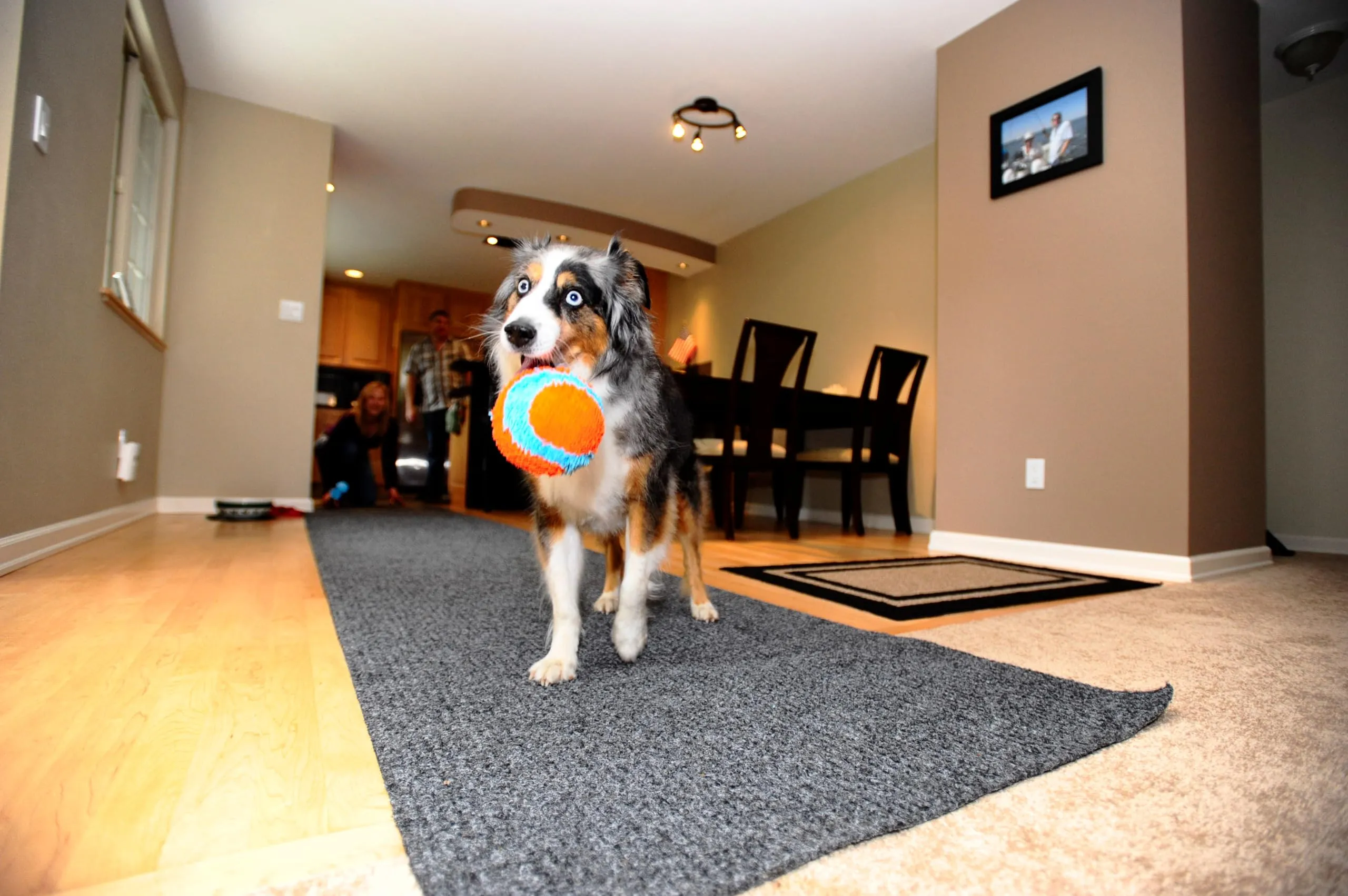 Chuckit Indoor Ball - immagine 5