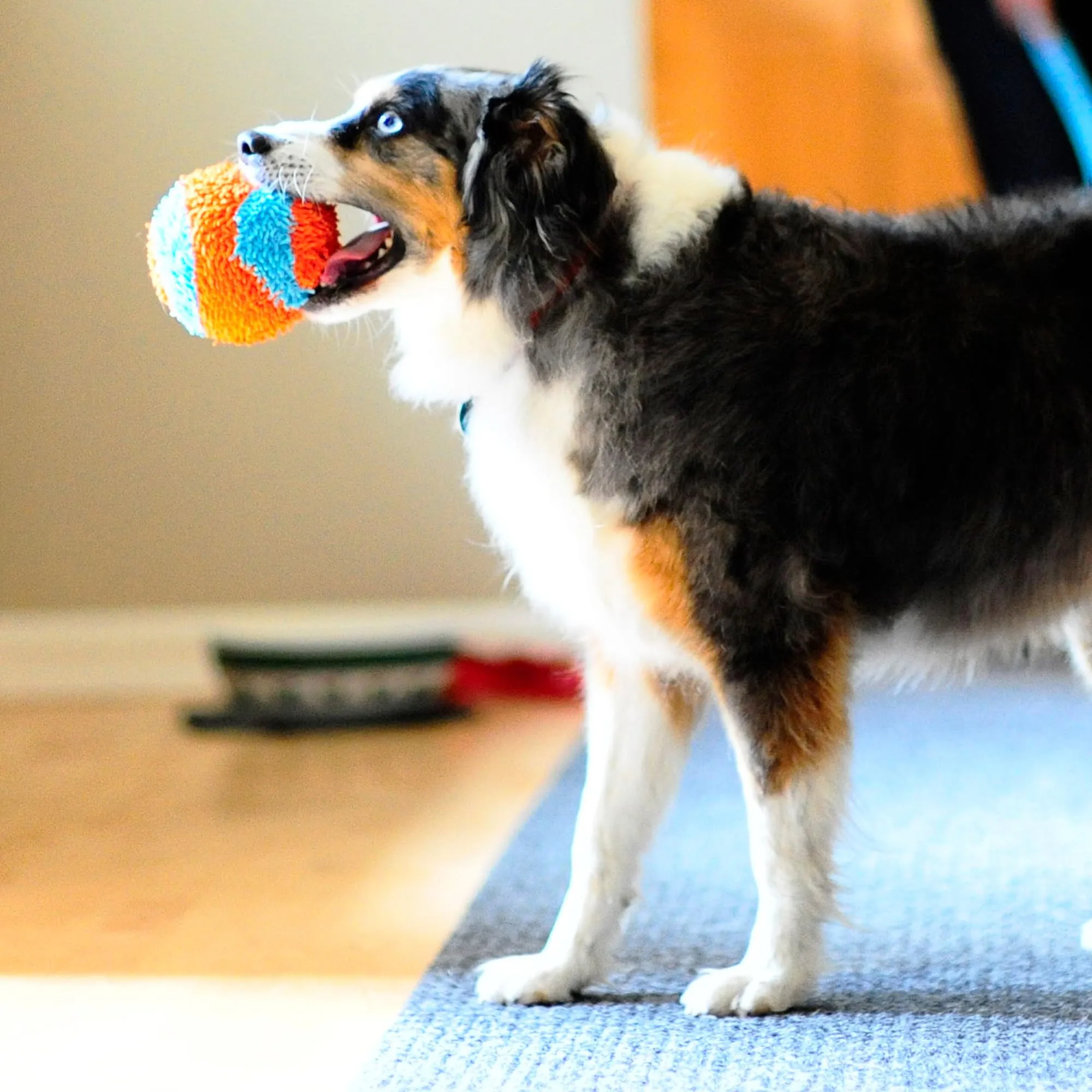 Chuckit Indoor Ball - immagine 6