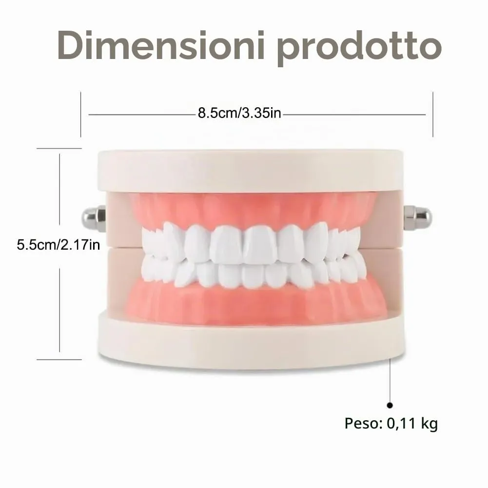 Tokaneit Modello Dentale Standard per Adulti, 28 Denti - immagine 2