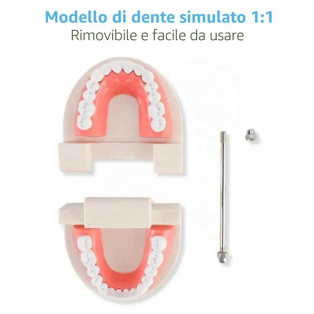 Tokaneit Modello Dentale Standard per Adulti, 28 Denti - immagine 5