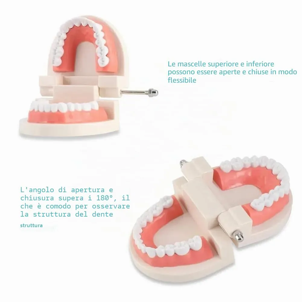 Tokaneit Modello Dentale Standard per Adulti, 28 Denti - immagine 6