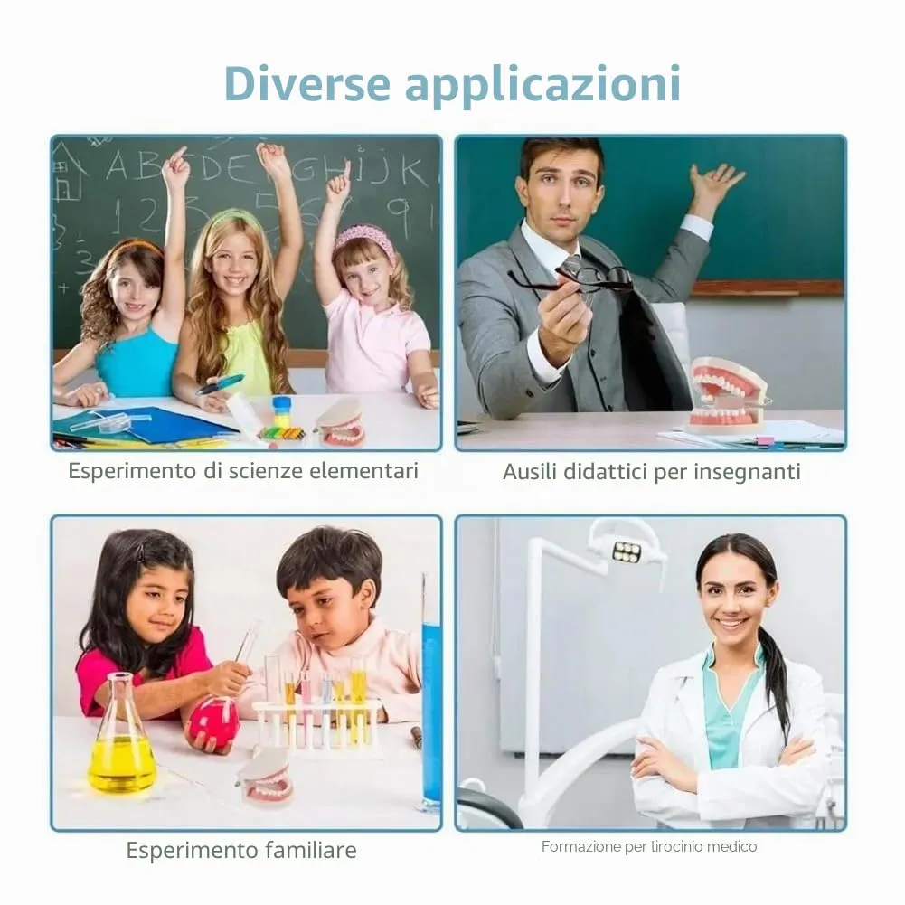 Tokaneit Modello Dentale Standard per Adulti, 28 Denti - immagine 7