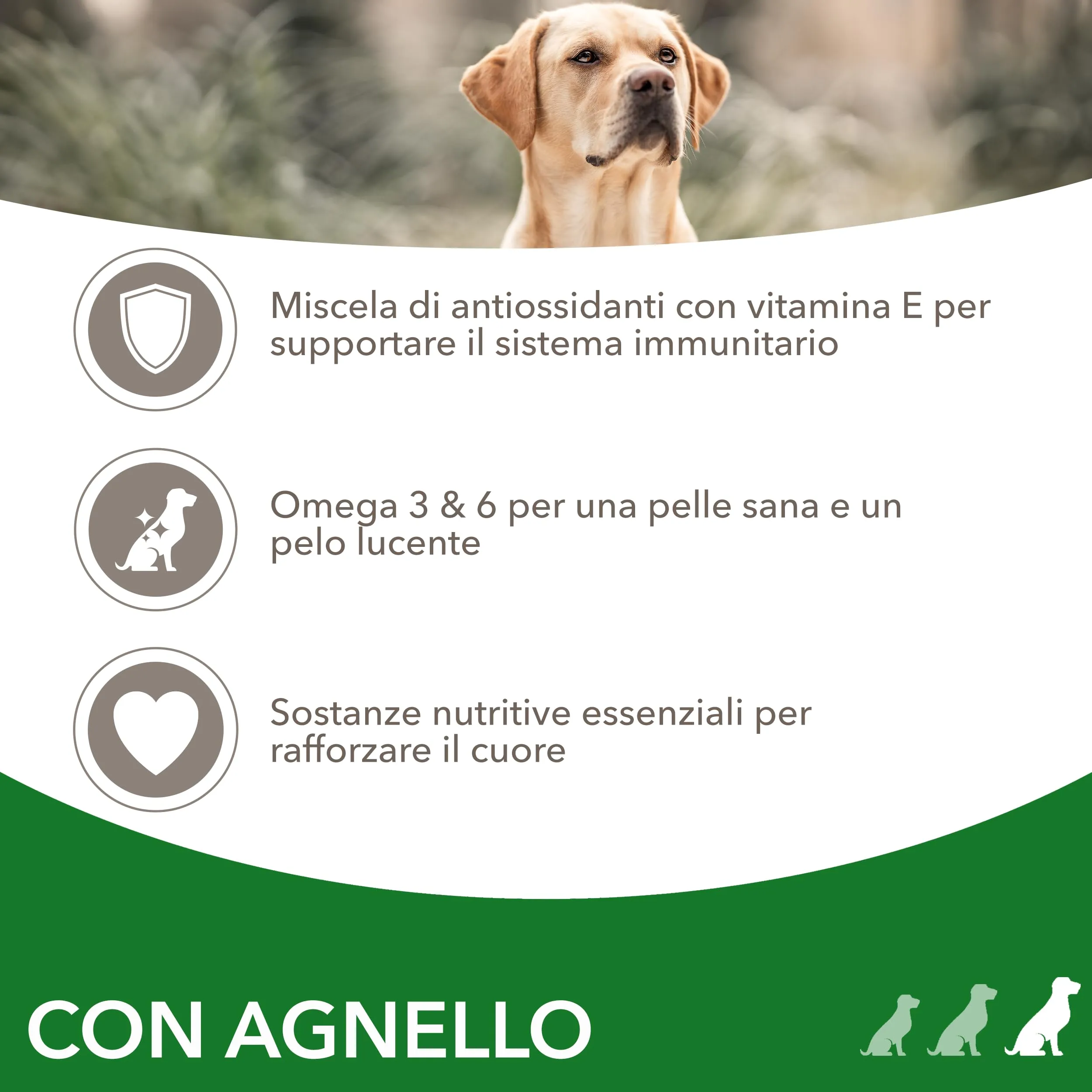 IAMS Cibo secco per cani adulti taglia grande con agnello, 3 kg - immagine 3