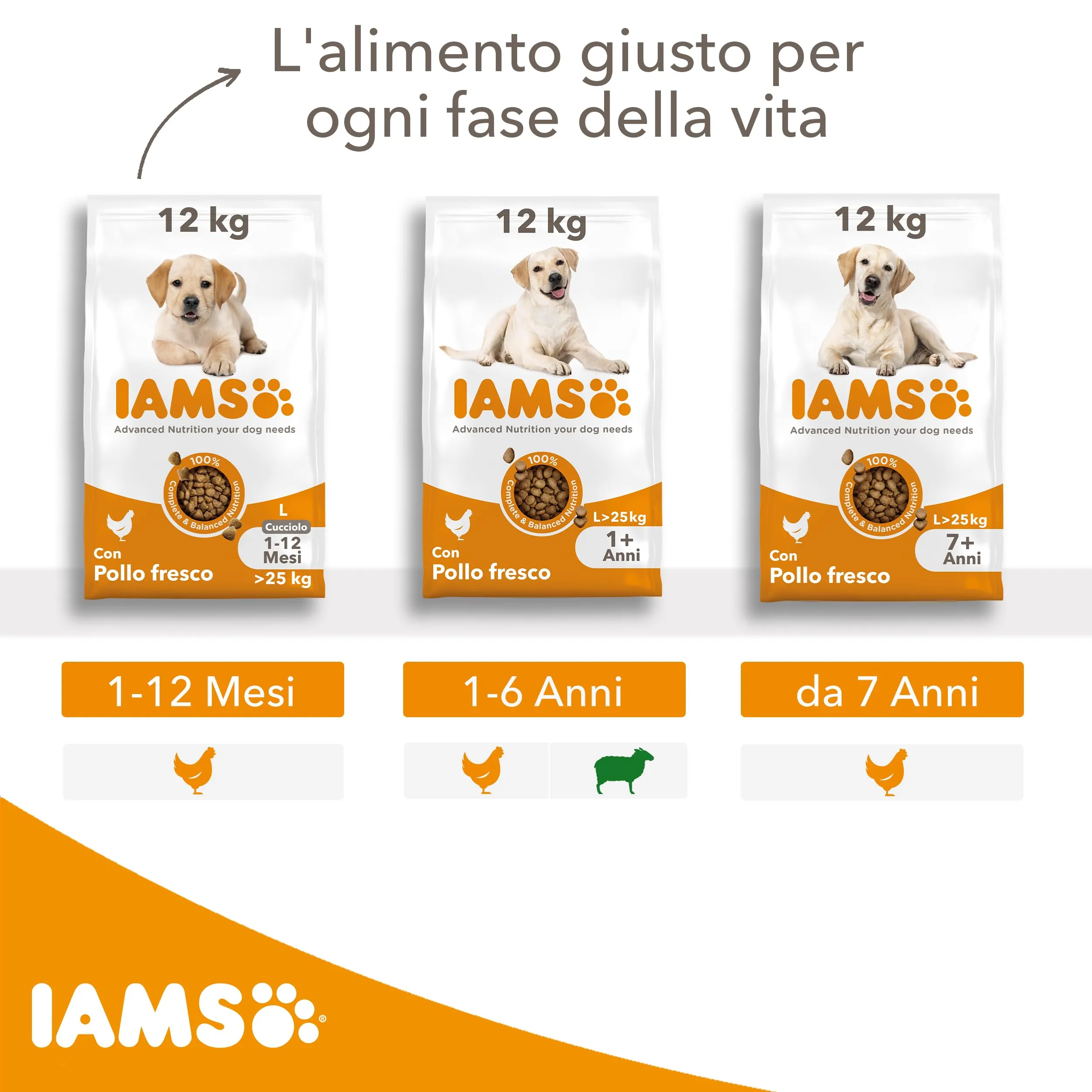 IAMS Cibo secco per cani adulti taglia grande con agnello, 3 kg - immagine 5
