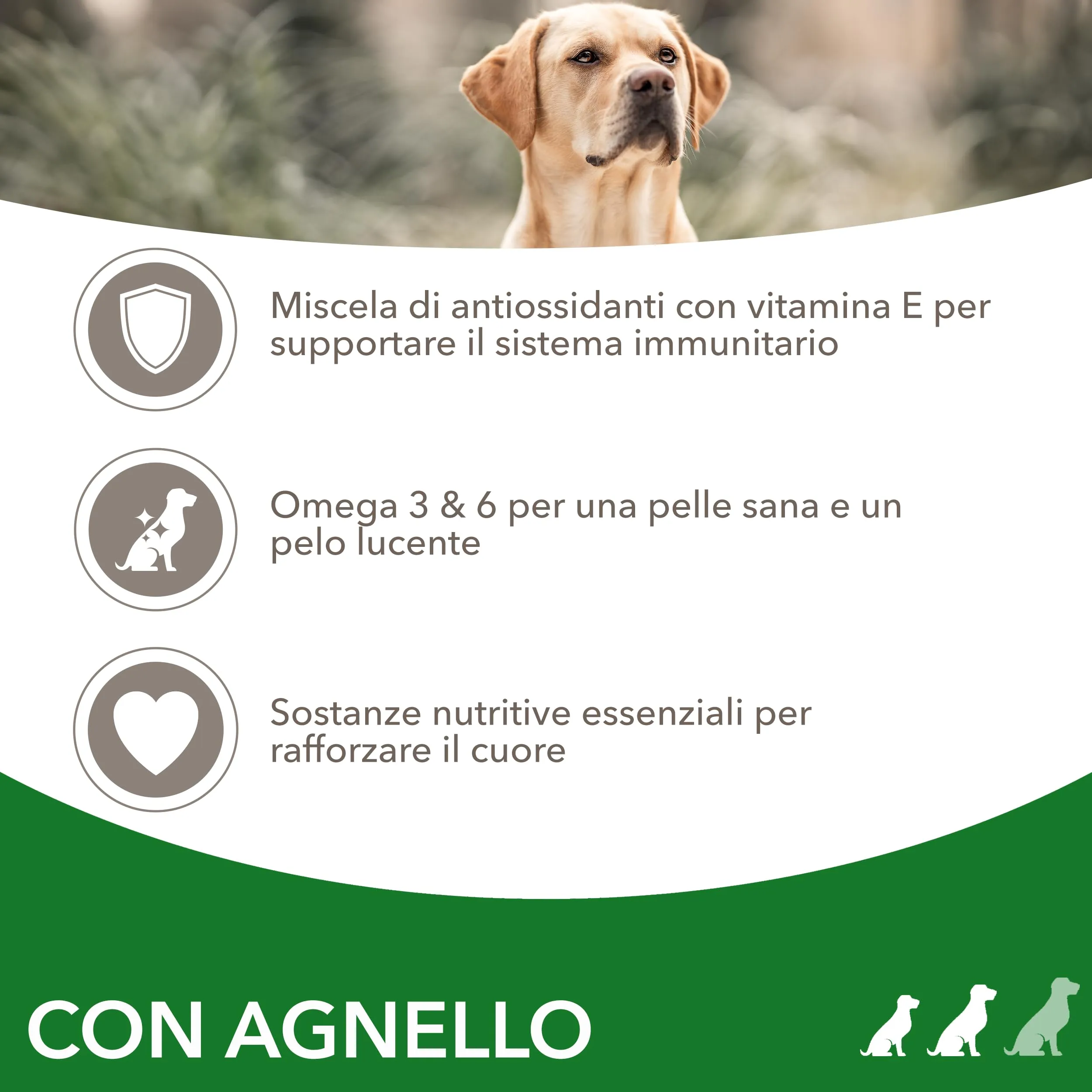 IAMS Cibo secco per cani adulti piccola/media all'agnello, 12 kg - immagine 3