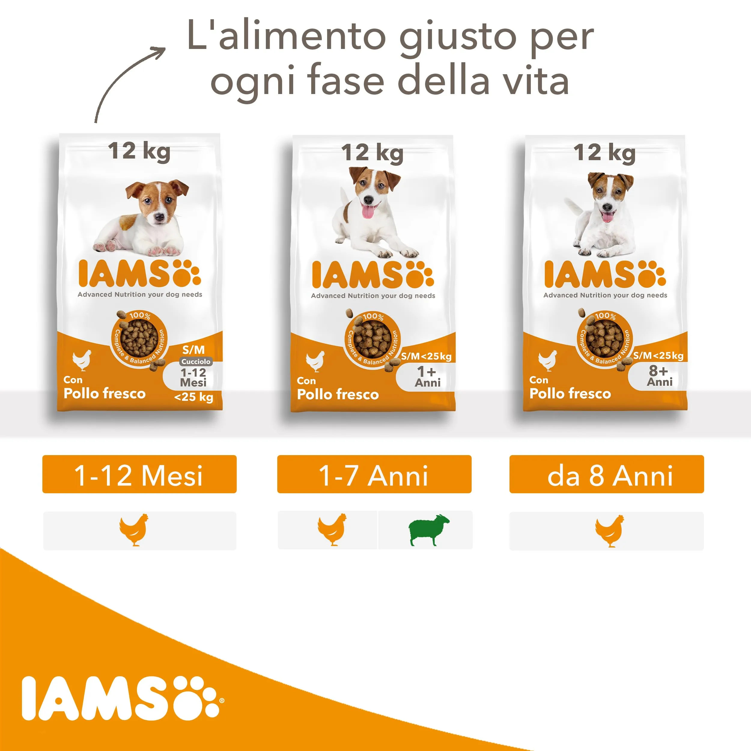 IAMS Cibo secco per cani adulti piccola/media all'agnello, 12 kg - immagine 5