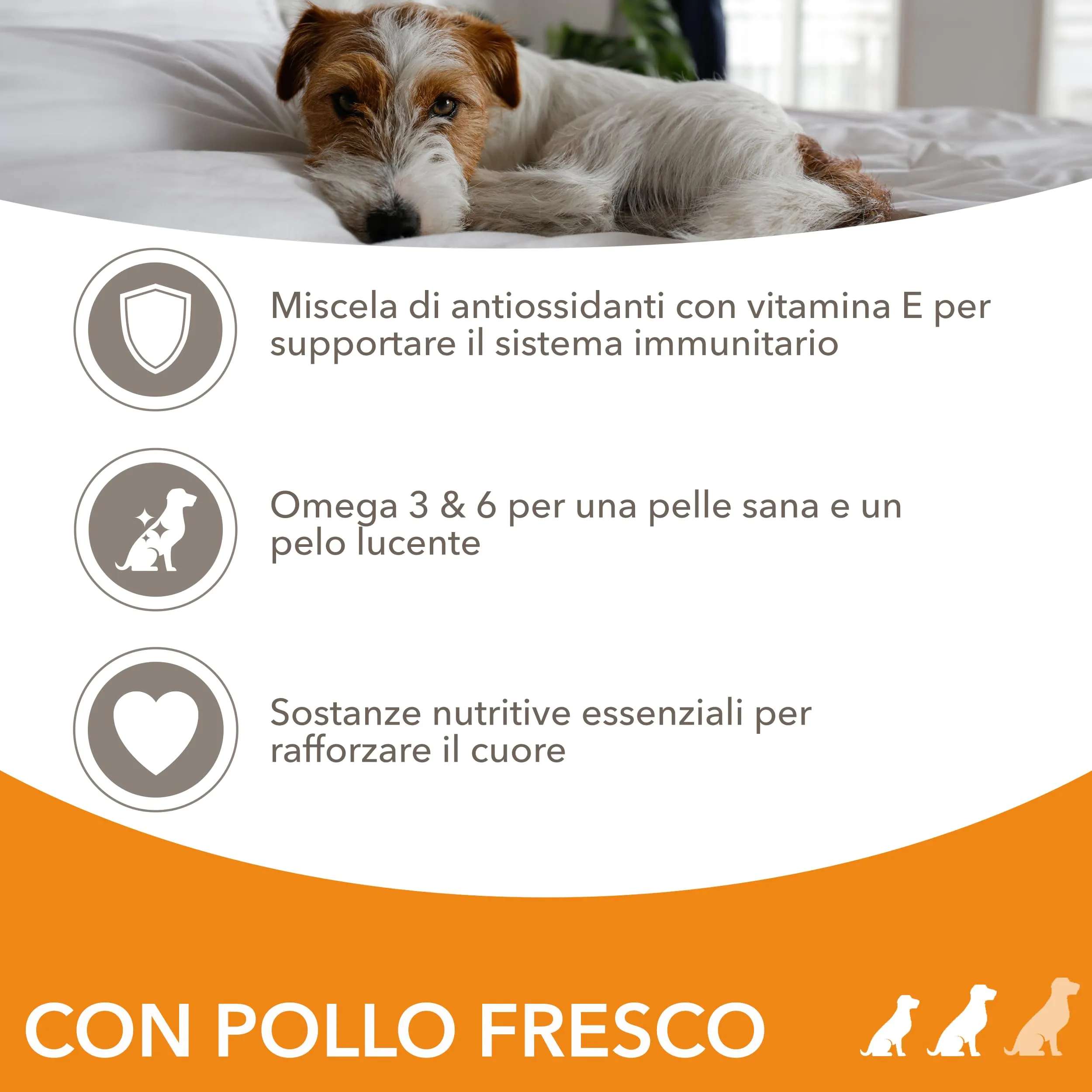 IAMS Cibo secco per cani adulti piccola/media con pollo, 12 kg - immagine 3