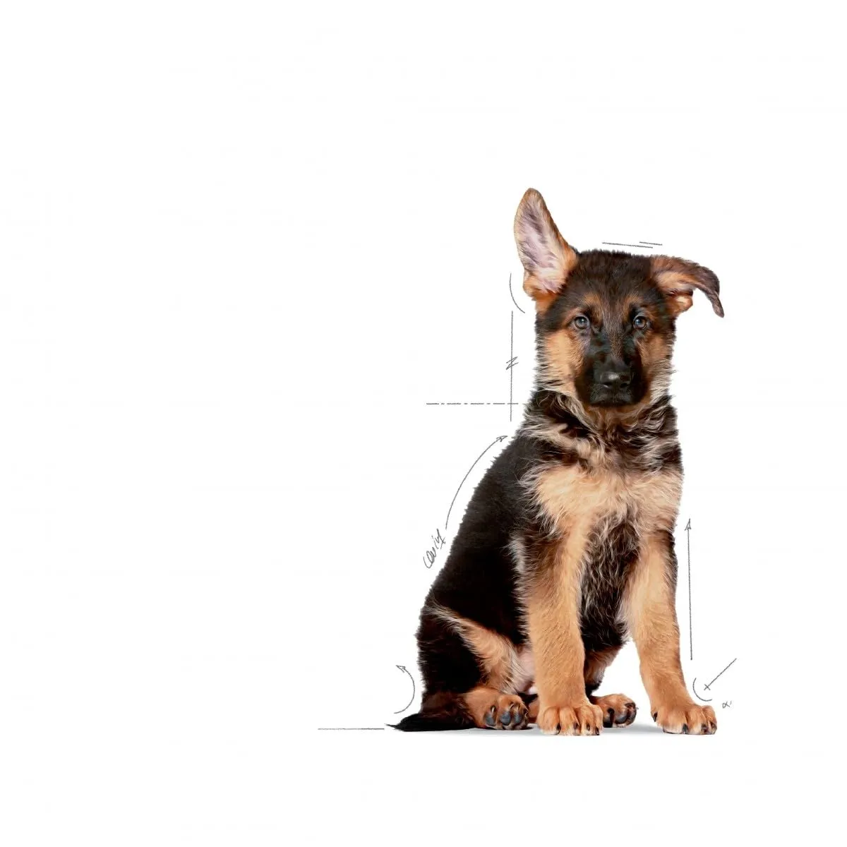 Royal Canin Maxi Junior Dog Food - 15 kg - immagine 3